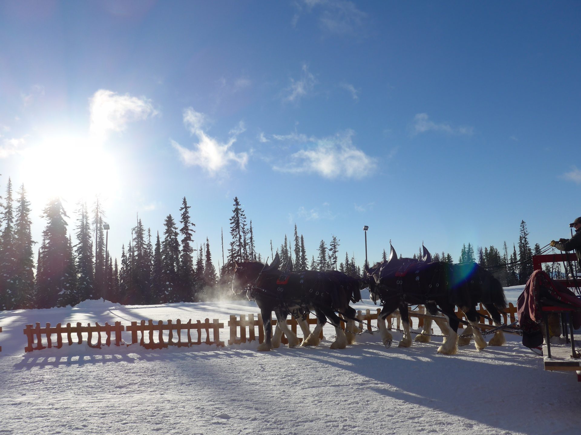 Big White Sleigh Ride