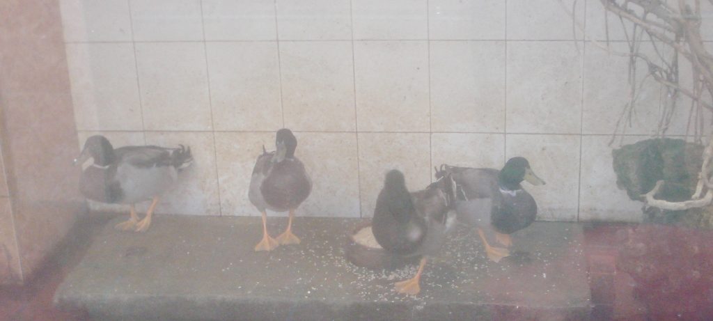 Ducks at the Snake Village Restaurant