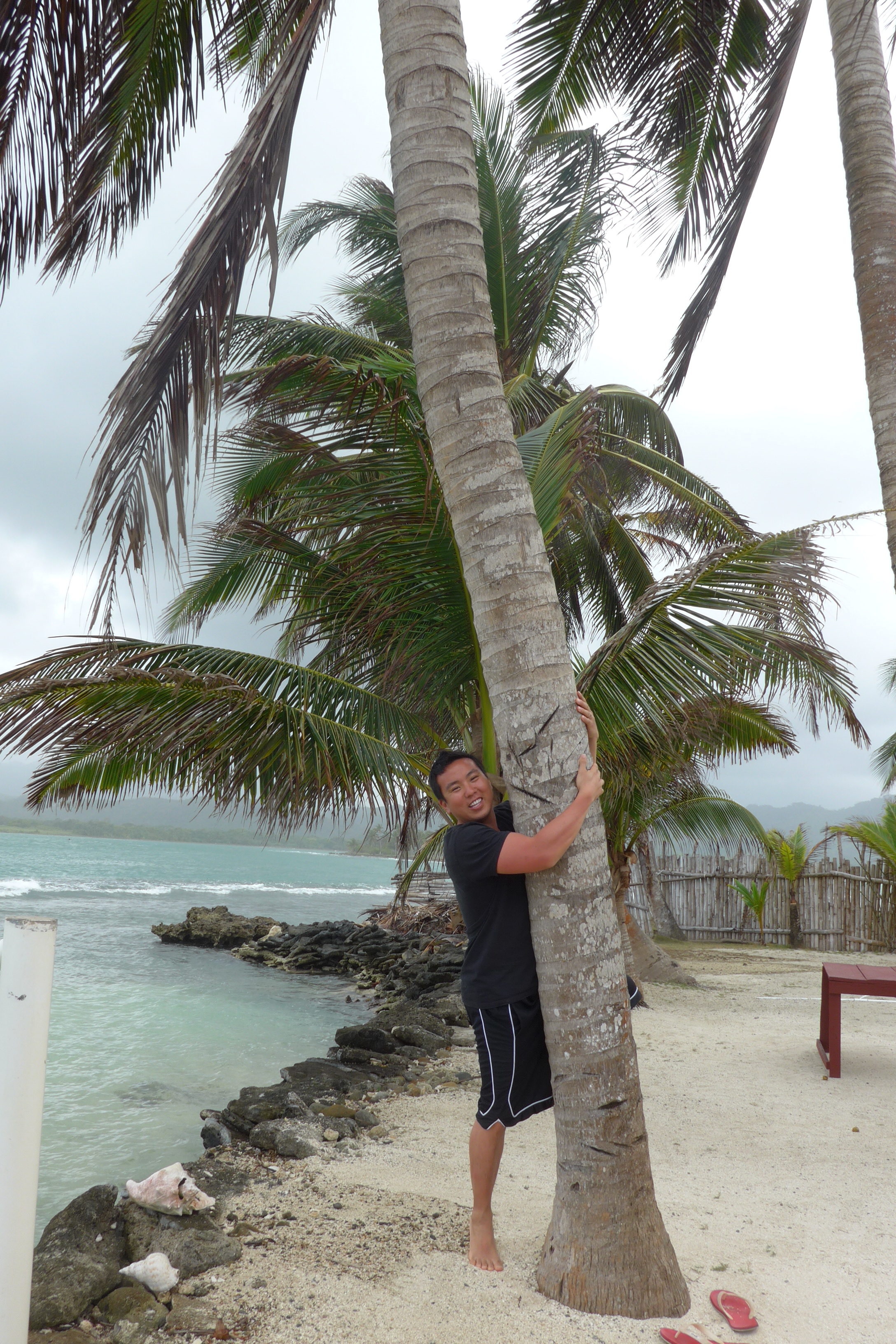 Climbing coconut tree in Guna Yala Dolphin Lodge