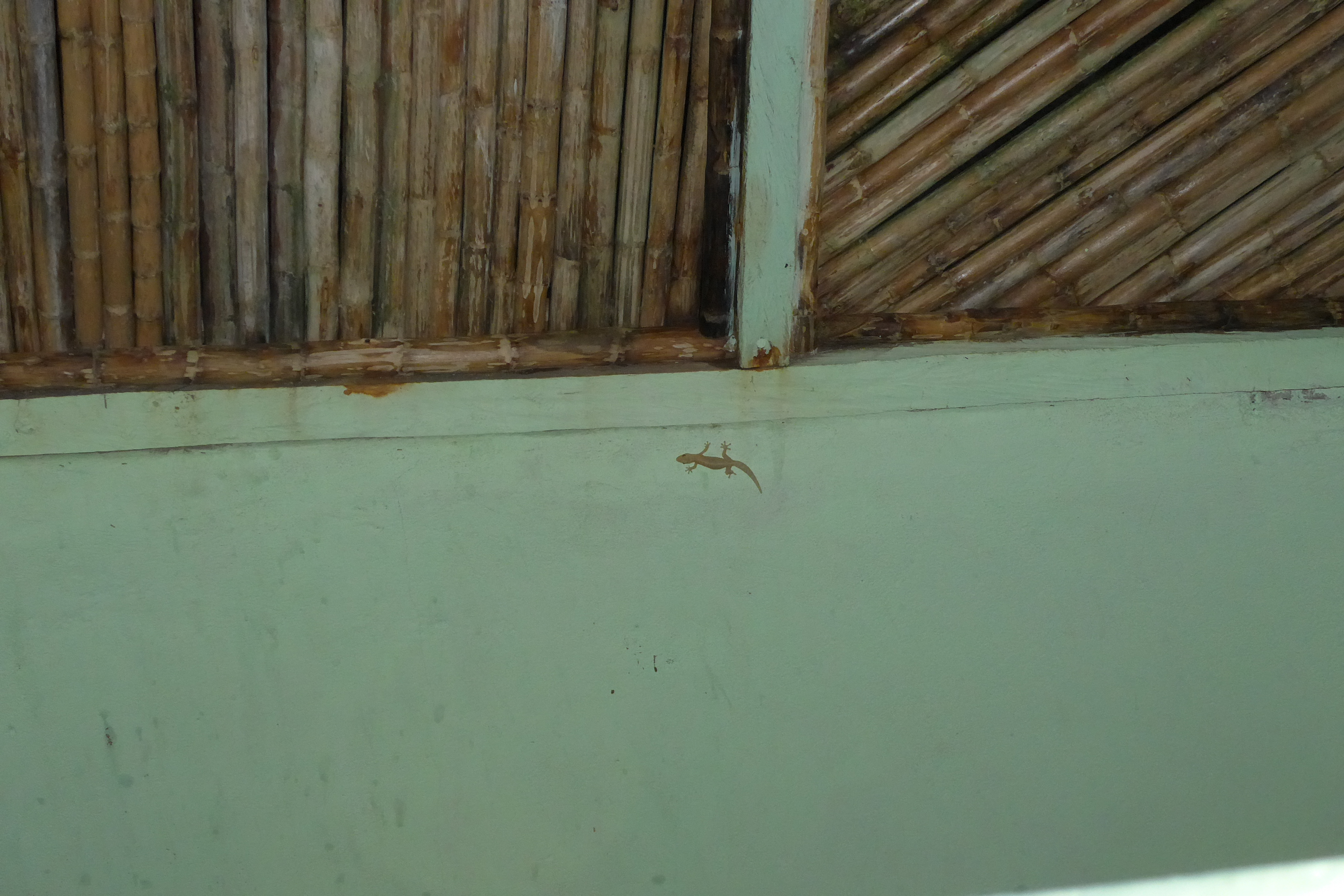 Lizard in shower in Guna Yala Dolphin Lodge