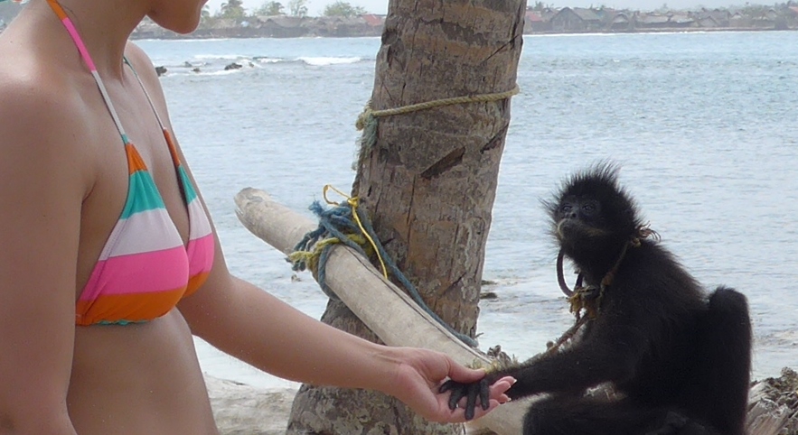 Monkey on private Guna island