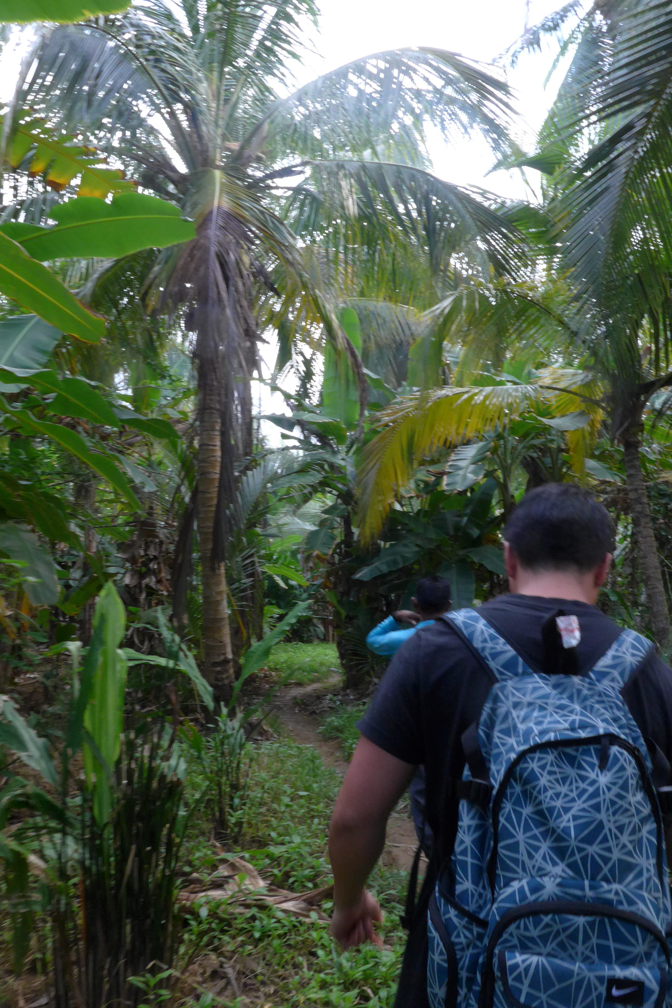 Rainforest tour in Guna Yala