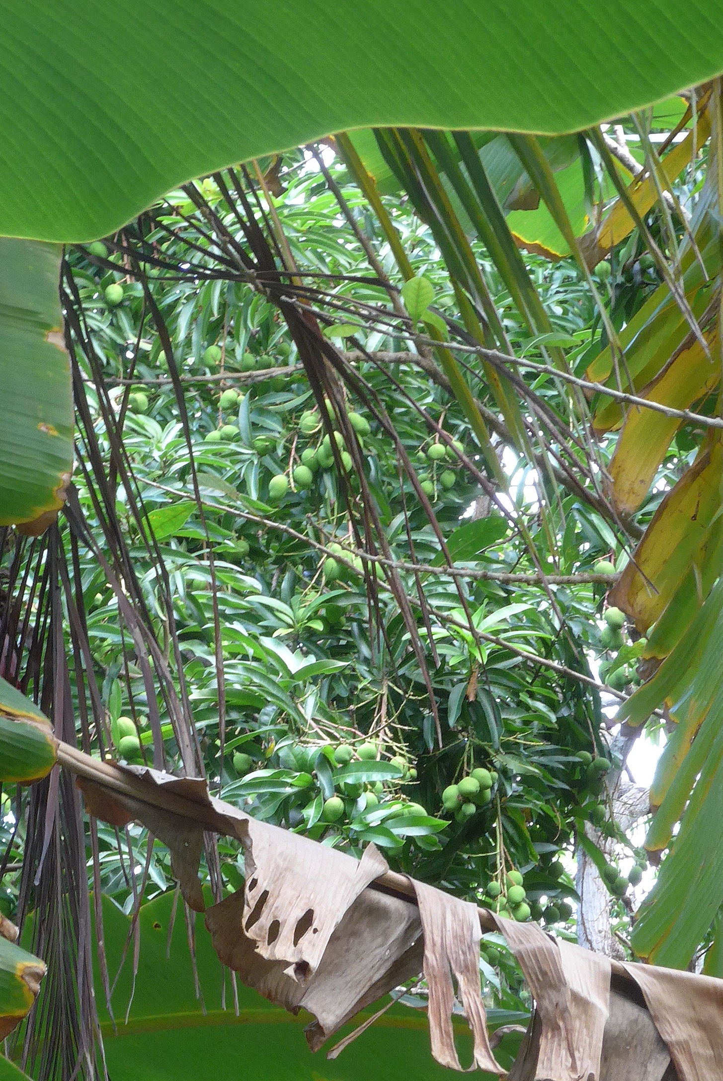 Mangoes spotted during rainforest tour in Guna Yala