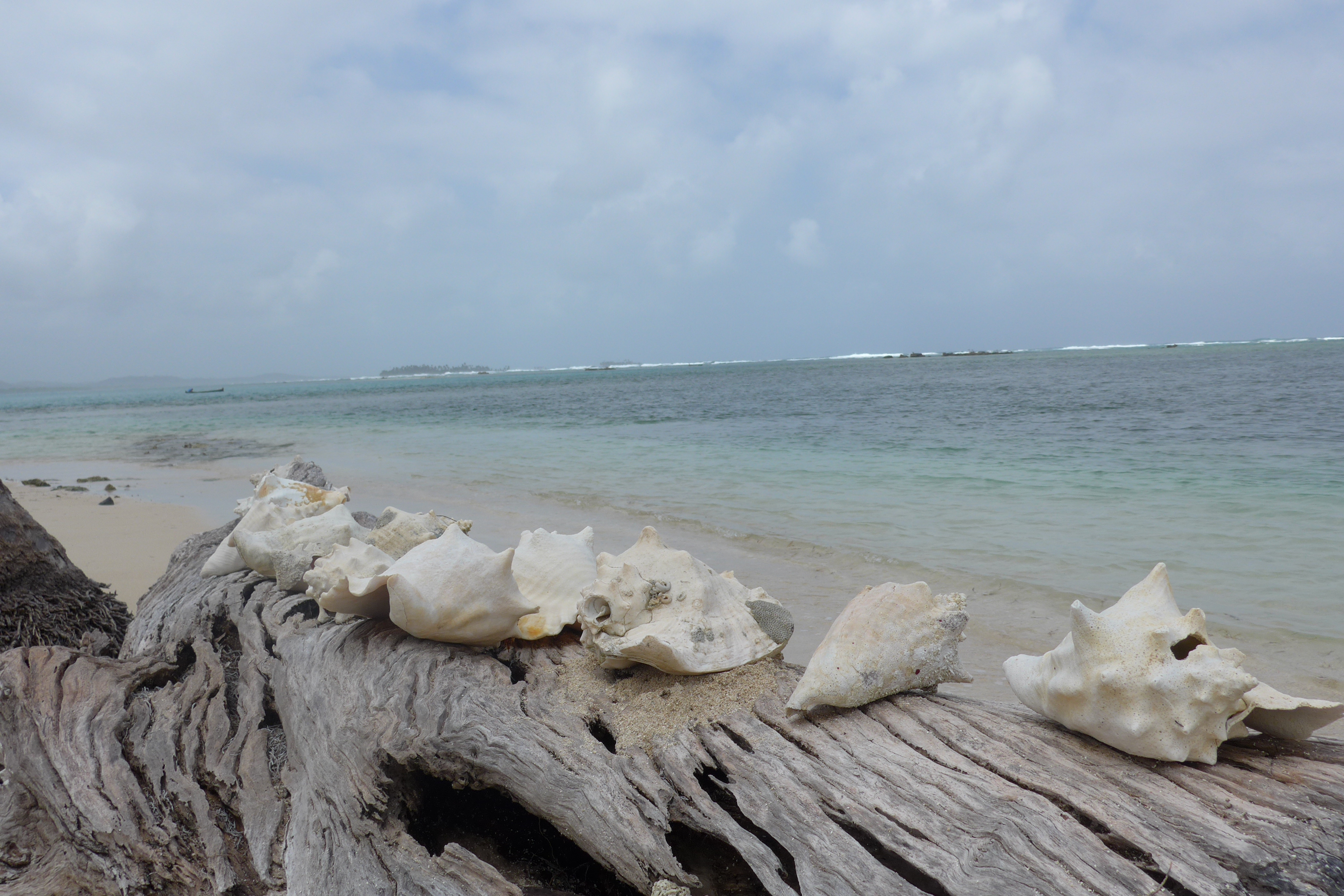 Shells on private Guna Island