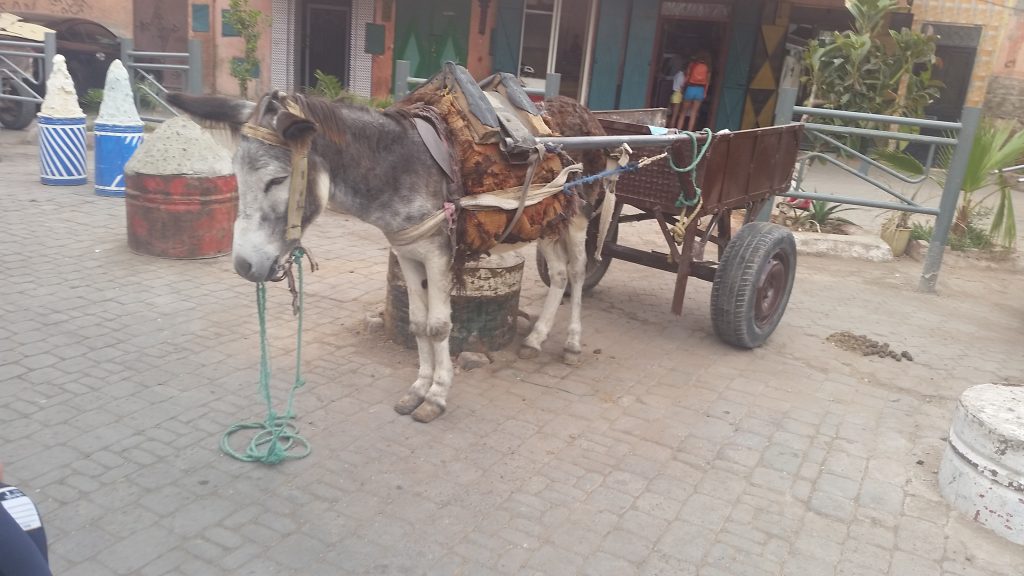 Wandering the souks in Marrakesh and ran into this donkey