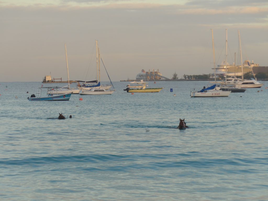 Horses Swimming at Pebbles Beach