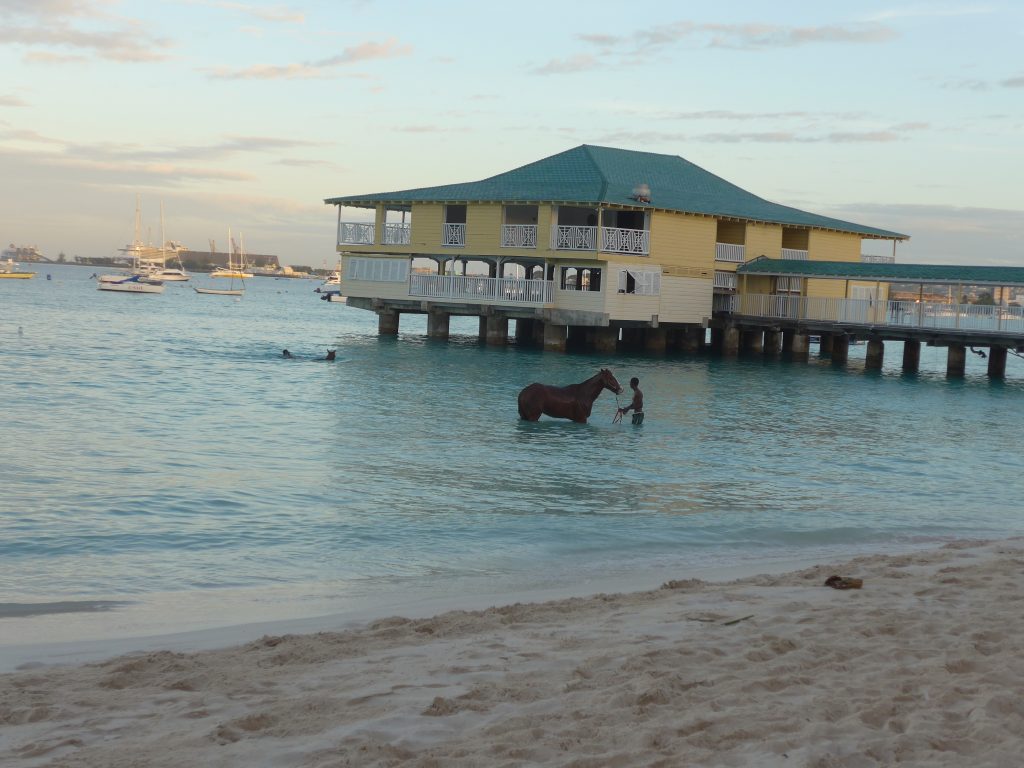 Horses Swimming at Pebbles Beach