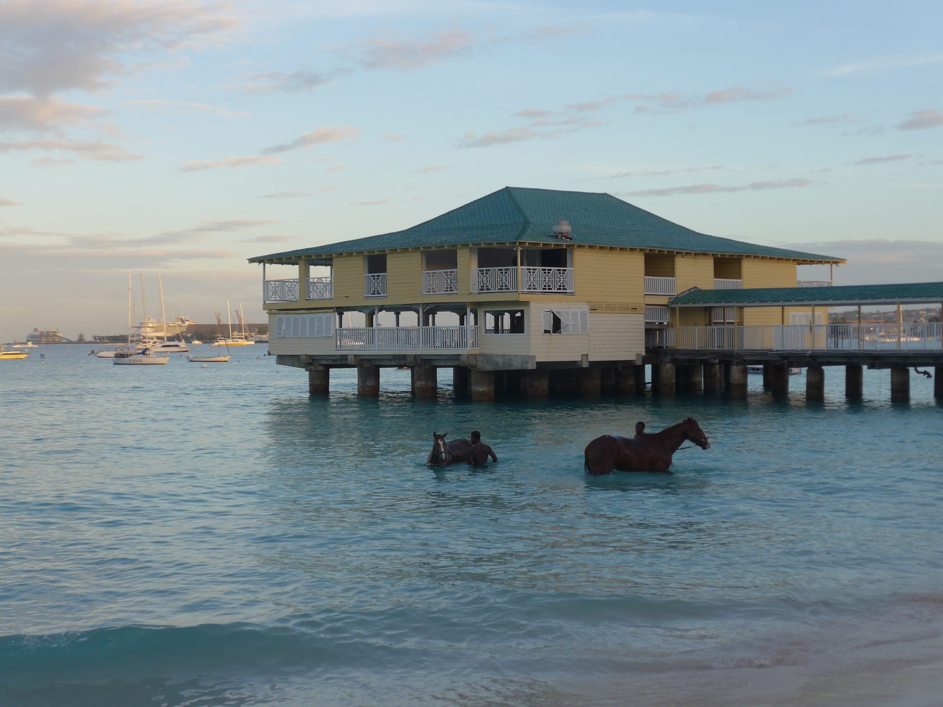 If you've seen the photos of the horses swimming in Barbados and want to know where to witness this beautiful sight, read on to find out how!