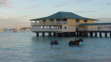 If you've seen the photos of the horses swimming in Barbados and want to know where to witness this beautiful sight, read on to find out how!