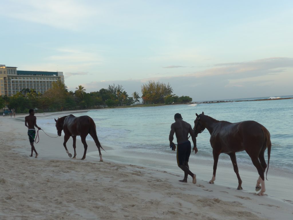 Horses Swimming at Pebbles Beach