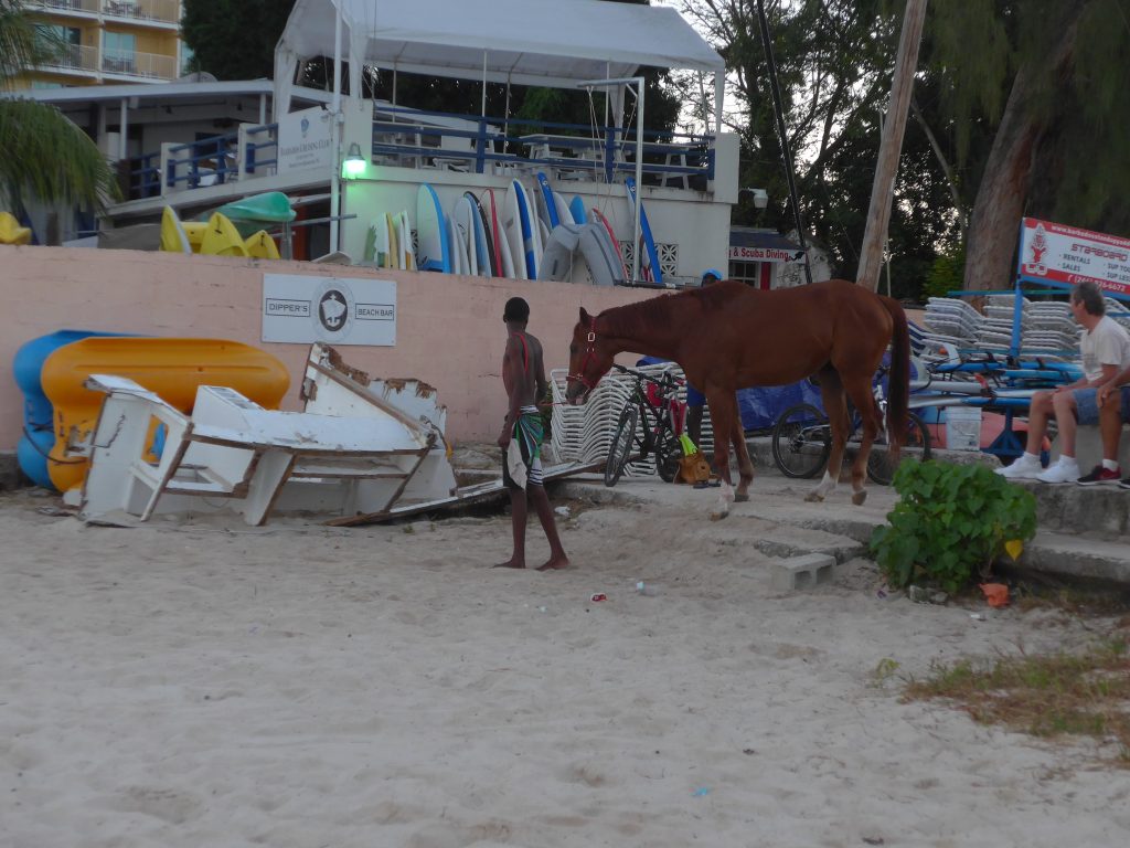 Racehorse arriving at Pebbles Beach