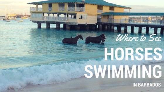 If you've seen the photos of the horses swimming in Barbados and want to know where to witness this beautiful sight, read on to find out how!