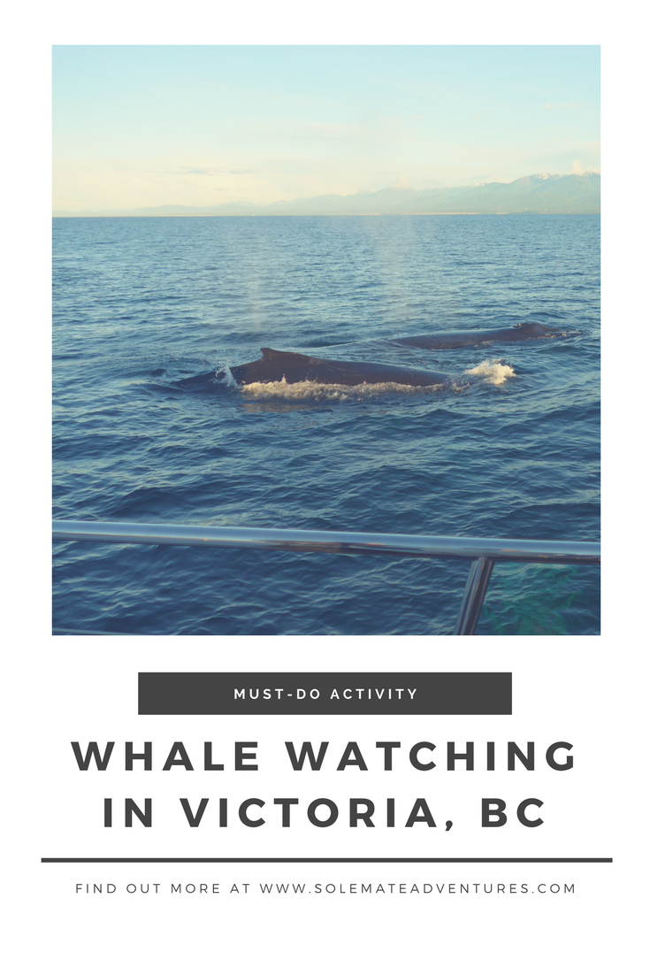 Whales up close in Victoria BC