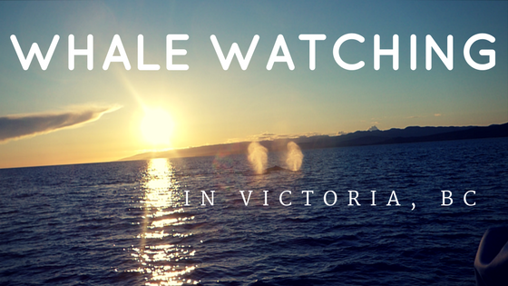 Looking for an unforgettable experience on Vancouver Island? A whale watching tour is a must-do activity while in Victoria, BC!