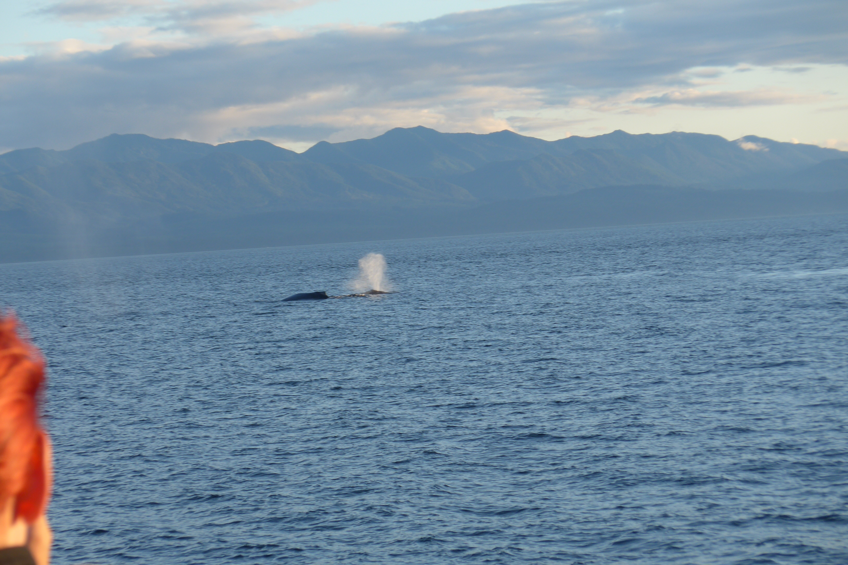 Whale watching tour in Victoria BC