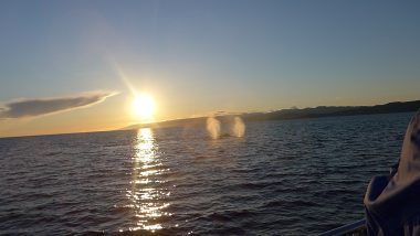 Whales up close in Victoria BC