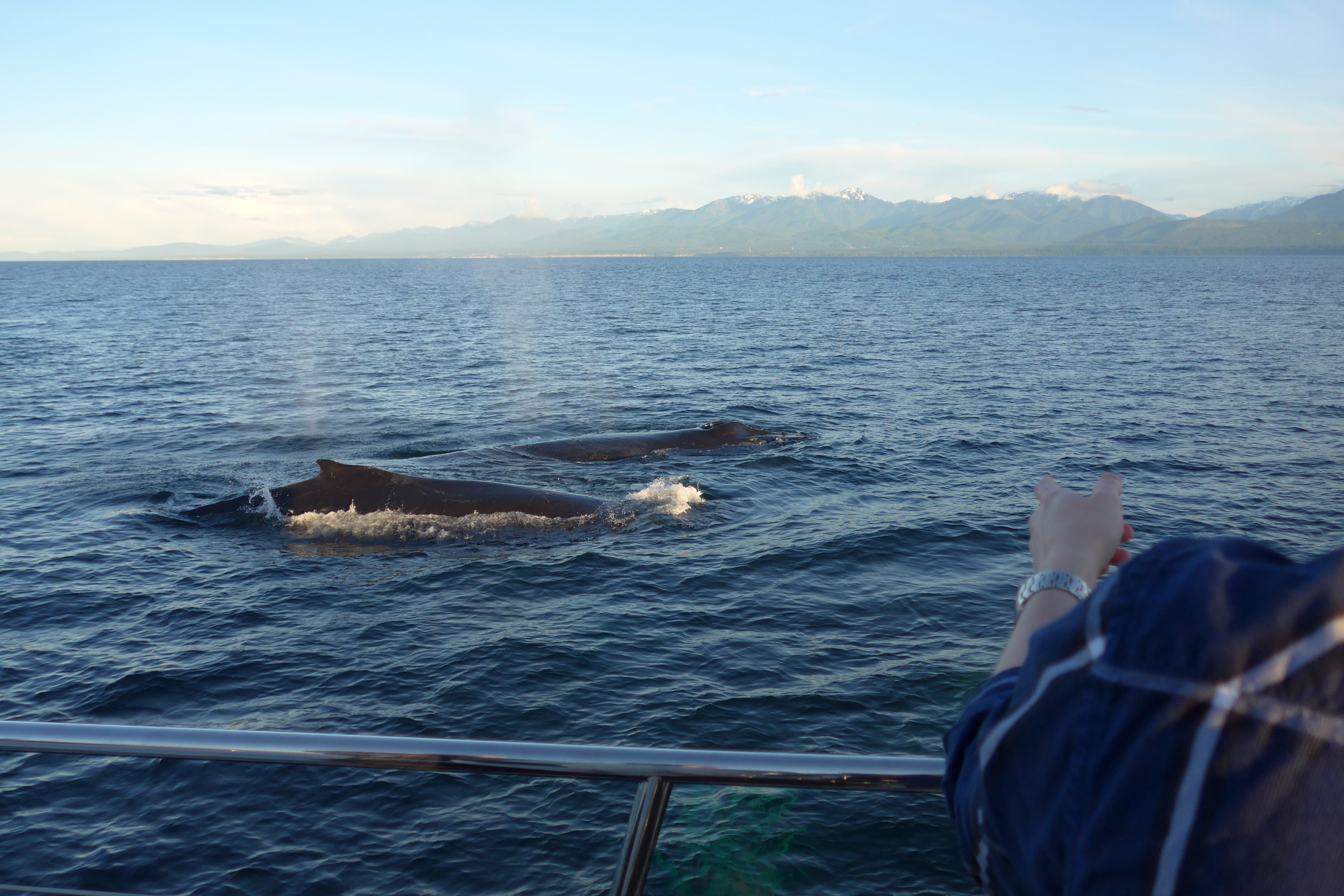 Whales up close in Victoria BC