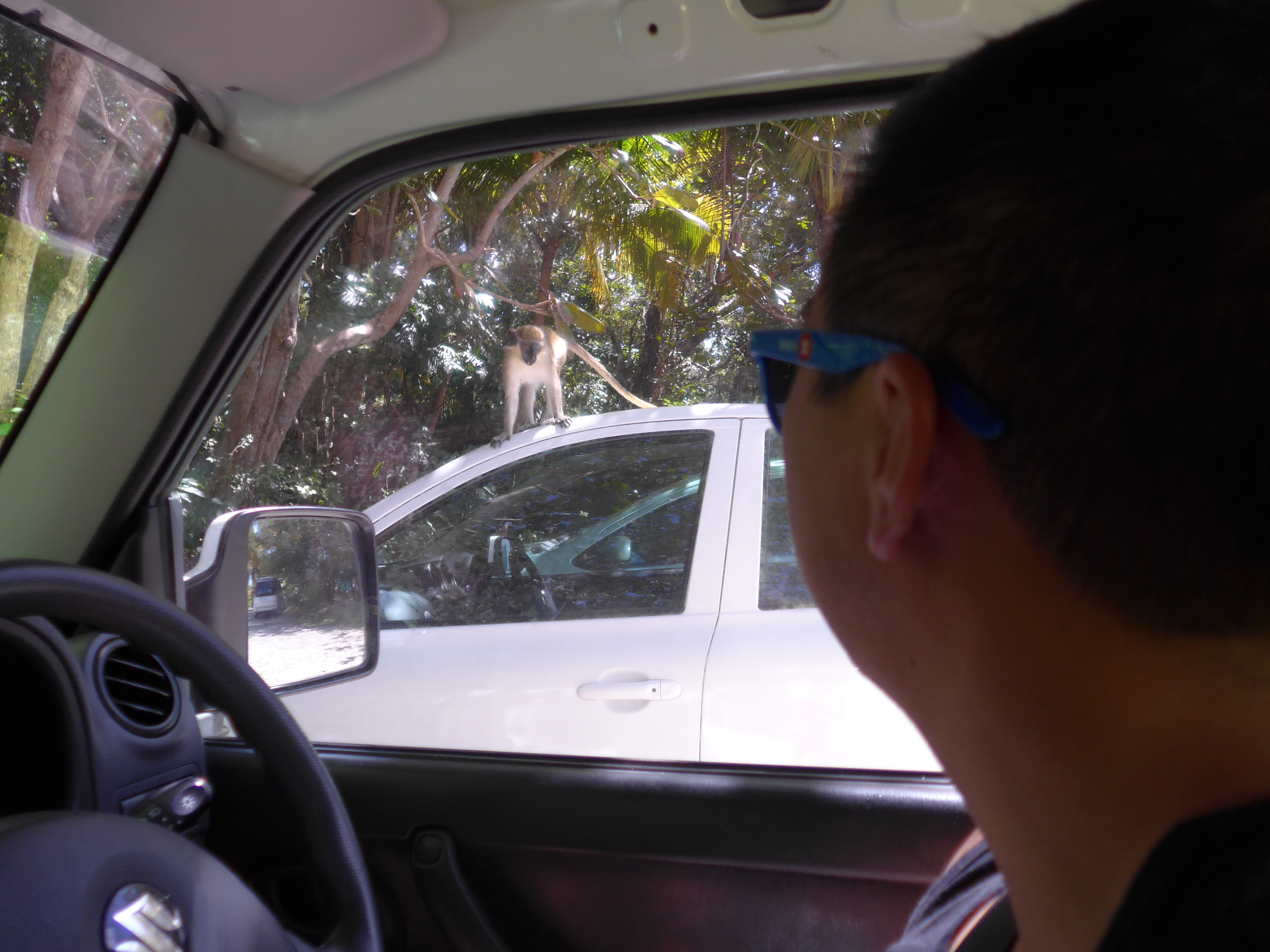 Monkey on car in Barbados