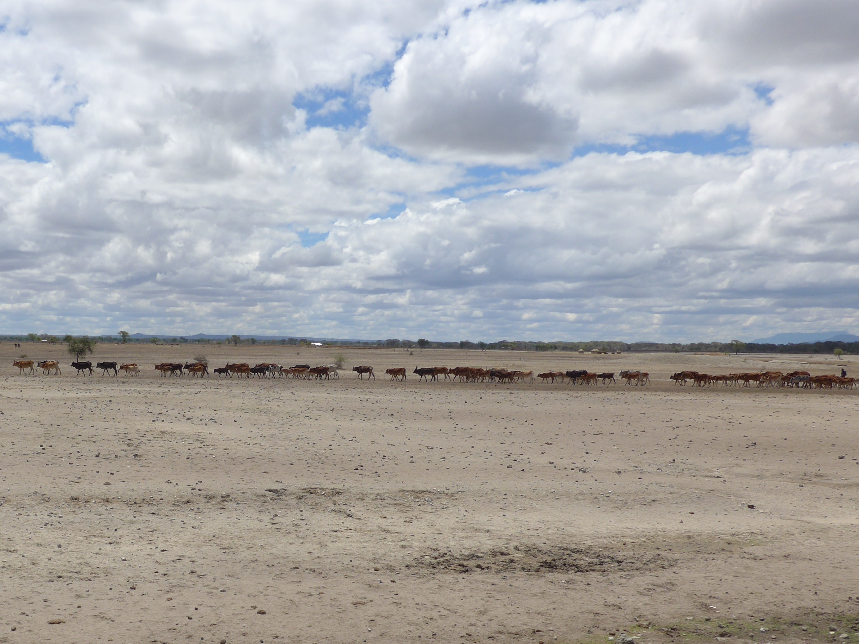 Maasai herd