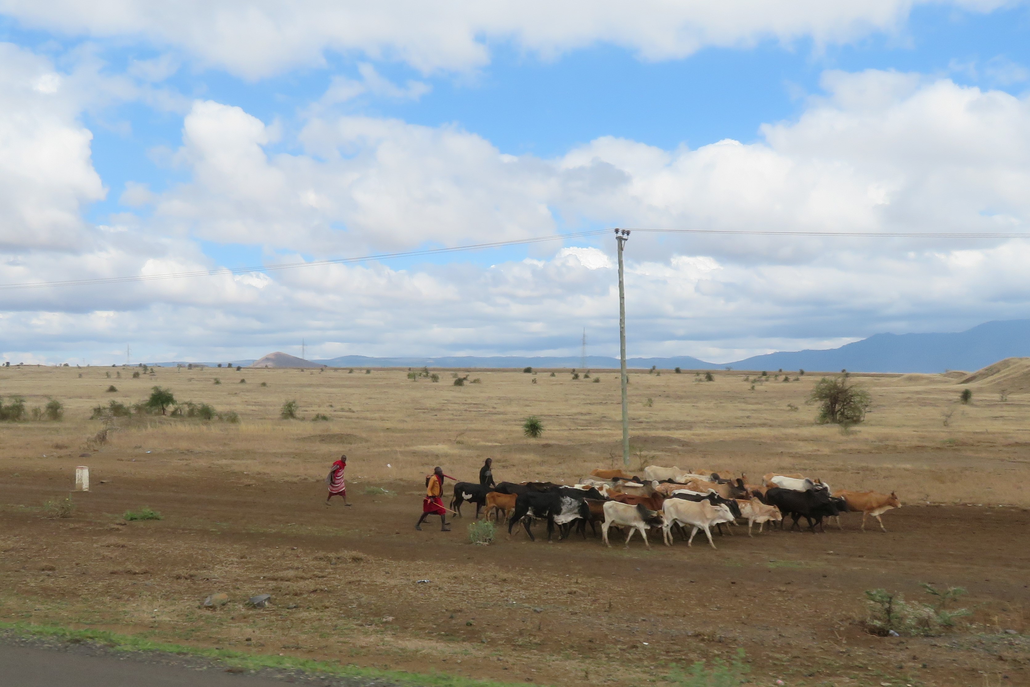Maasai herding cows