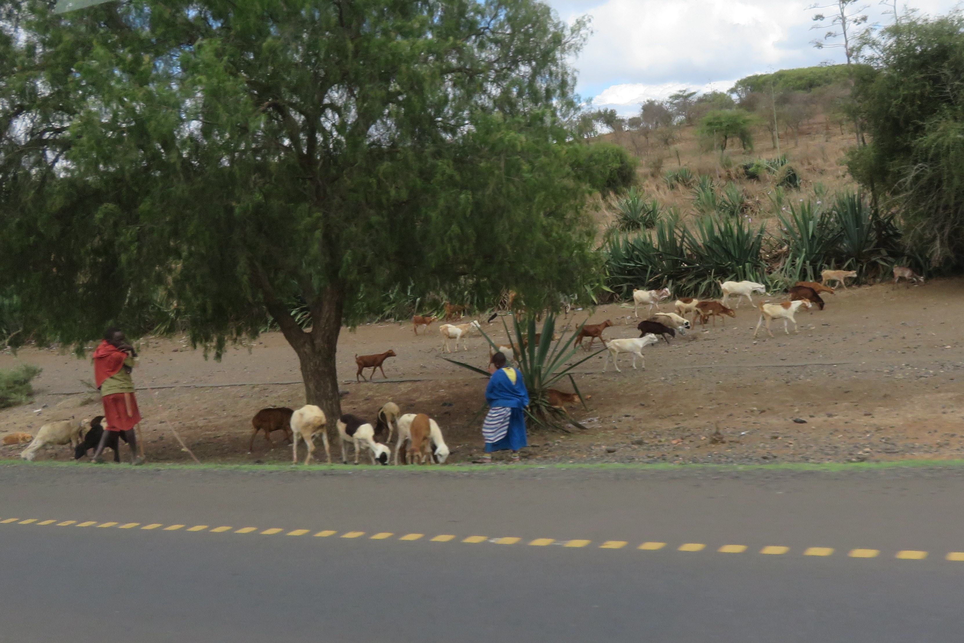 Maasai herding goats
