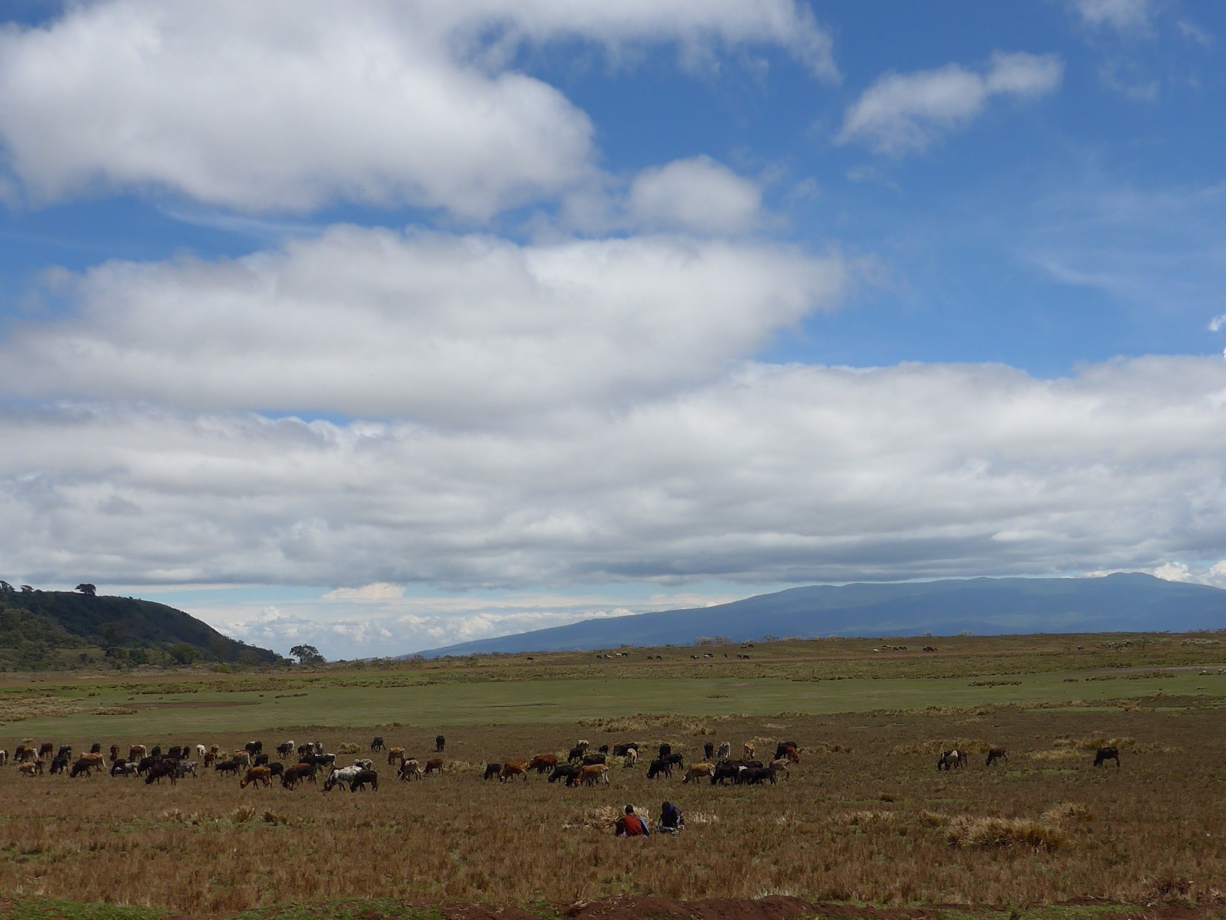 Maasai taking a break while cattle graze
