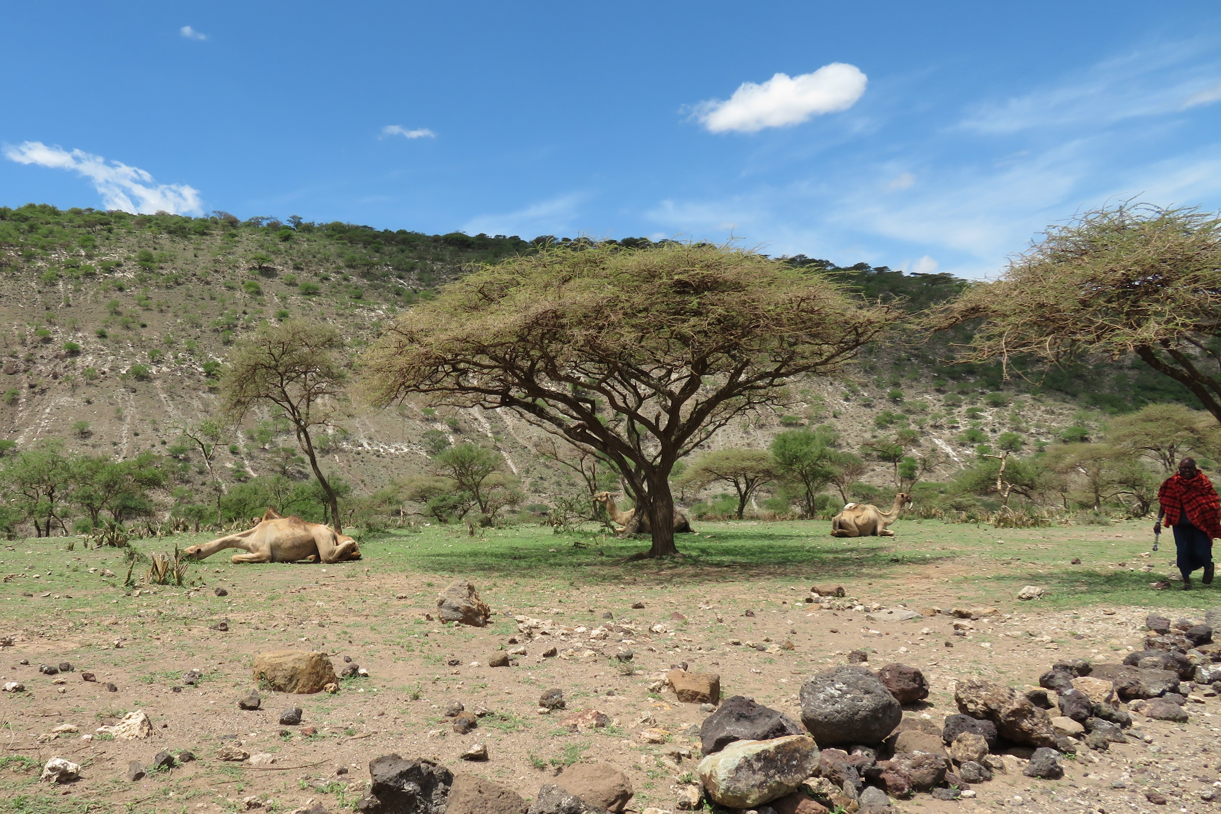 Maasai with camels