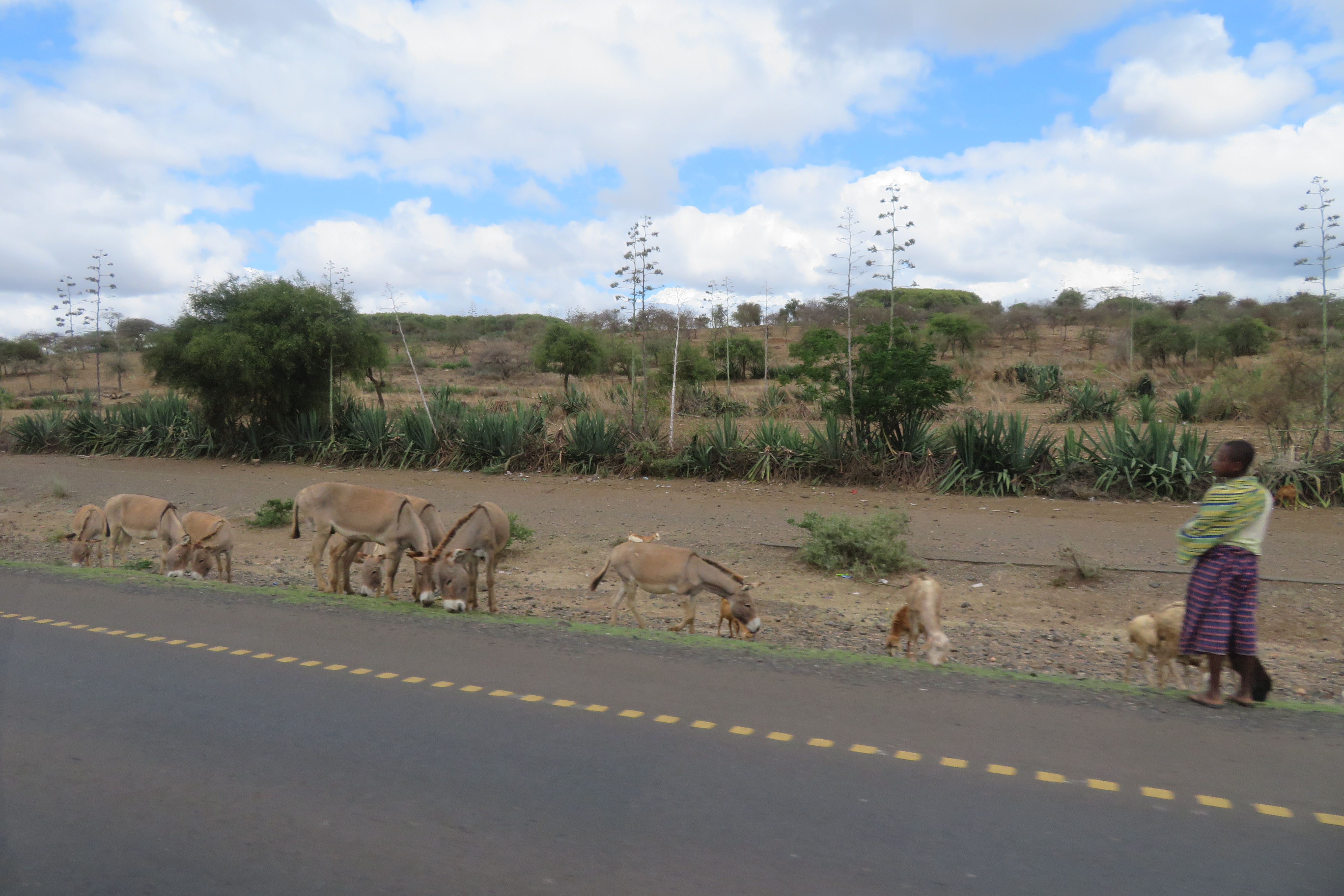 Maasai with donkeys