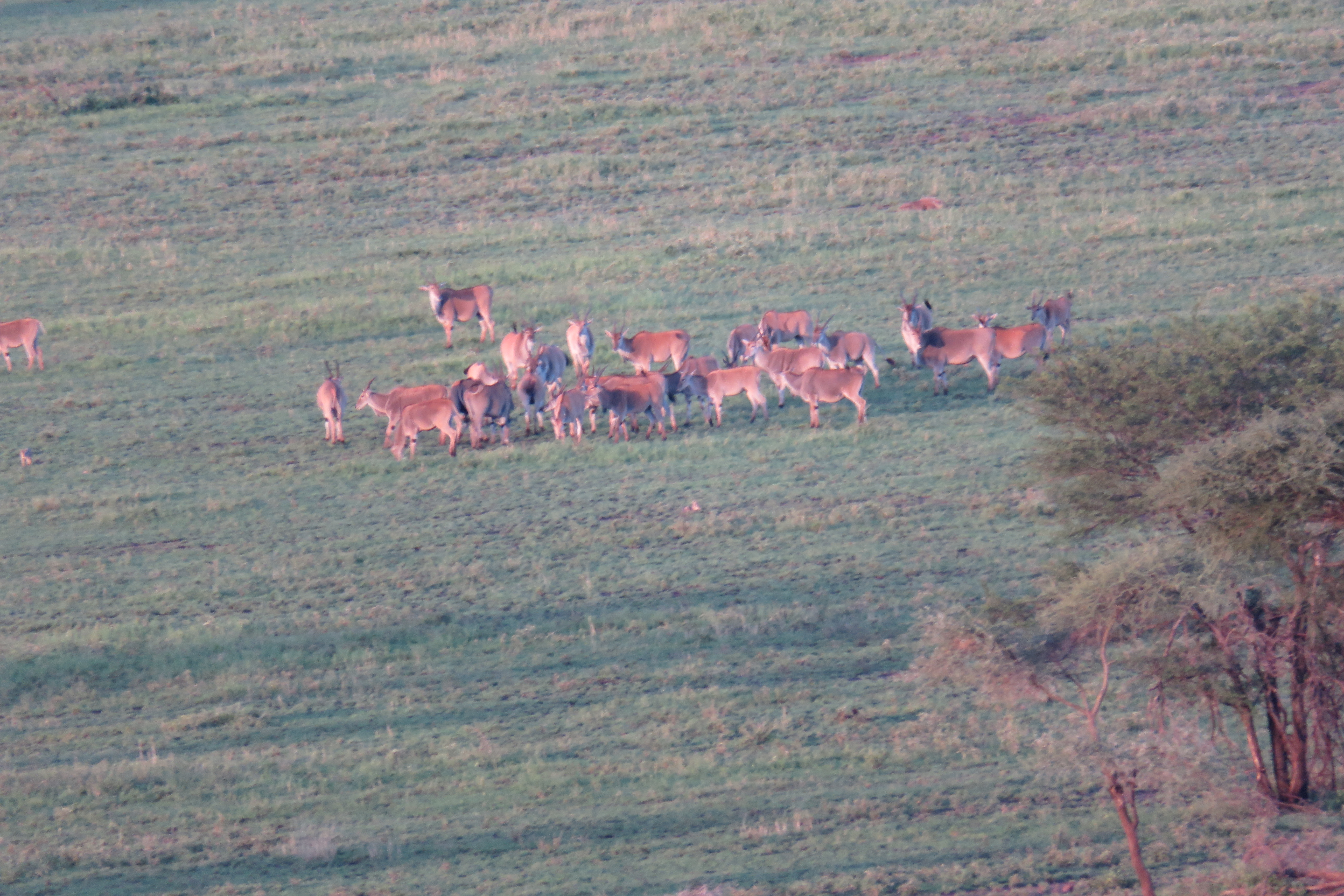 Kubu Kubu Elands