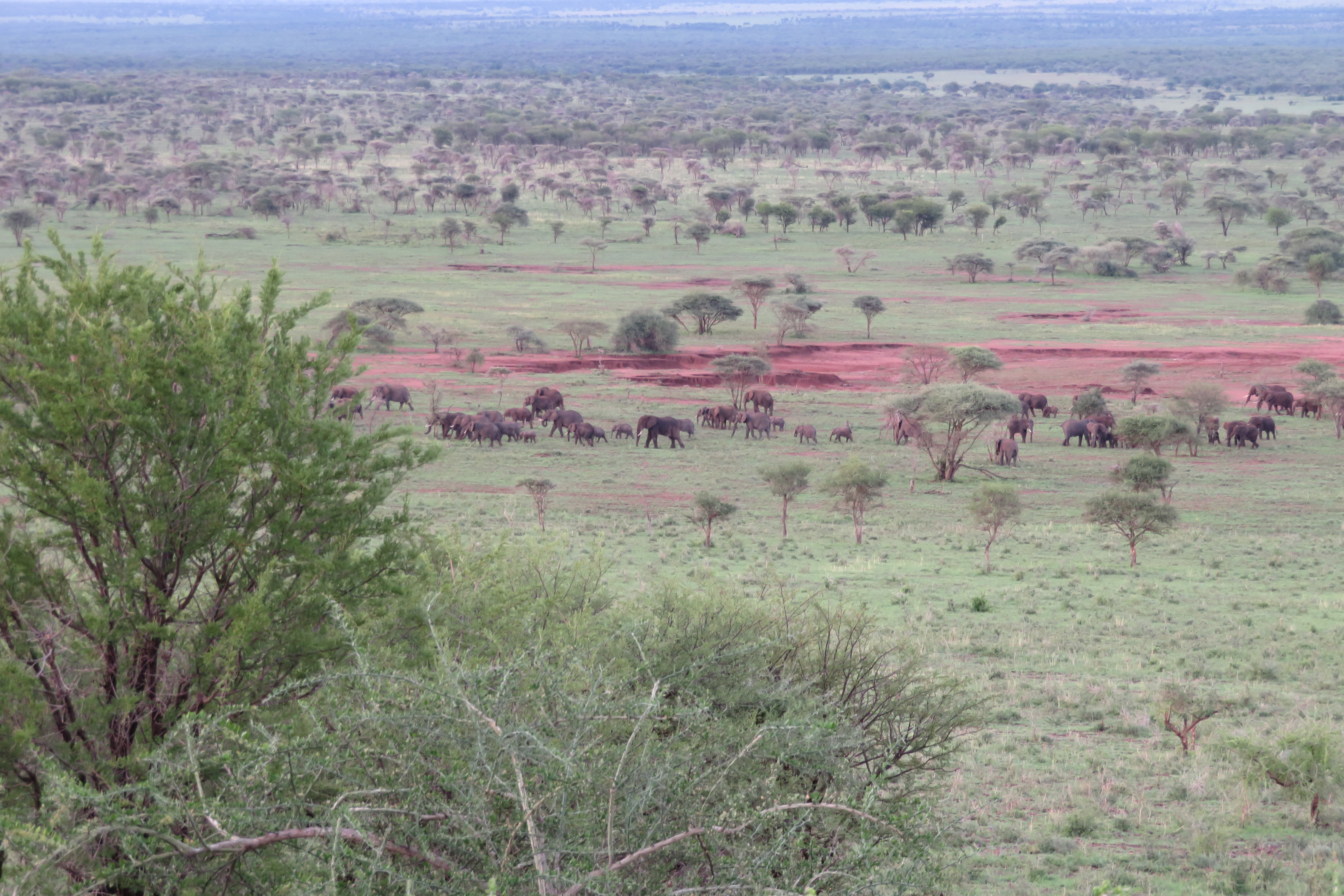 Kubu Kubu Elephant View