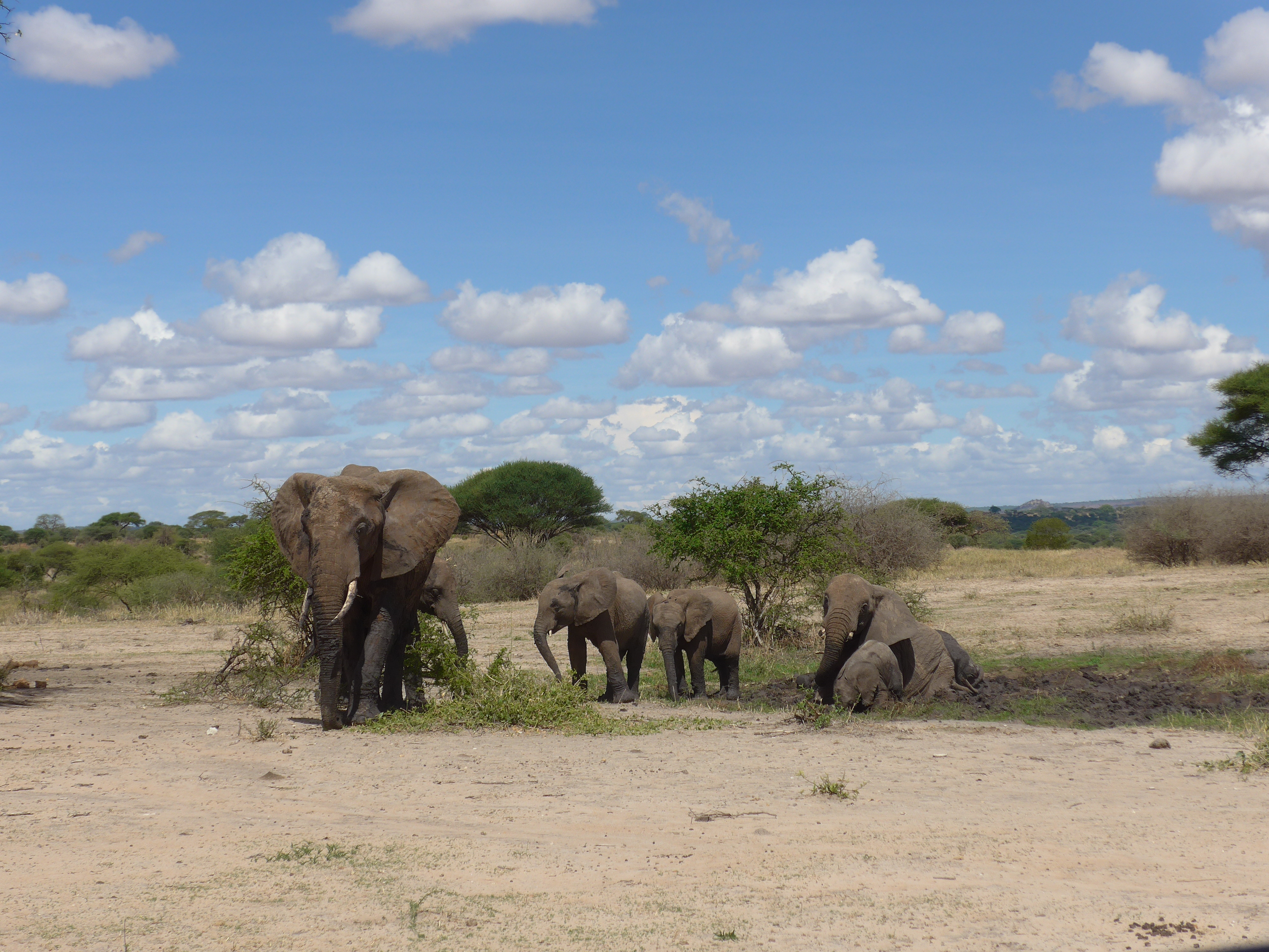 Elephants in Tarangire