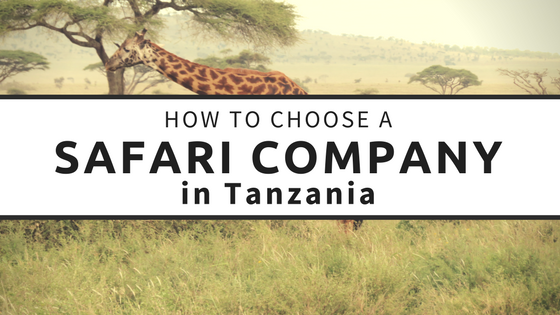 If you are planning a safari in Tanzania, a quick Google search will surely leave you feeling overwhelmed. Researching and deciding on companies was very time-consuming so I'm sharing my top tips on how to book a safari to save you some time!