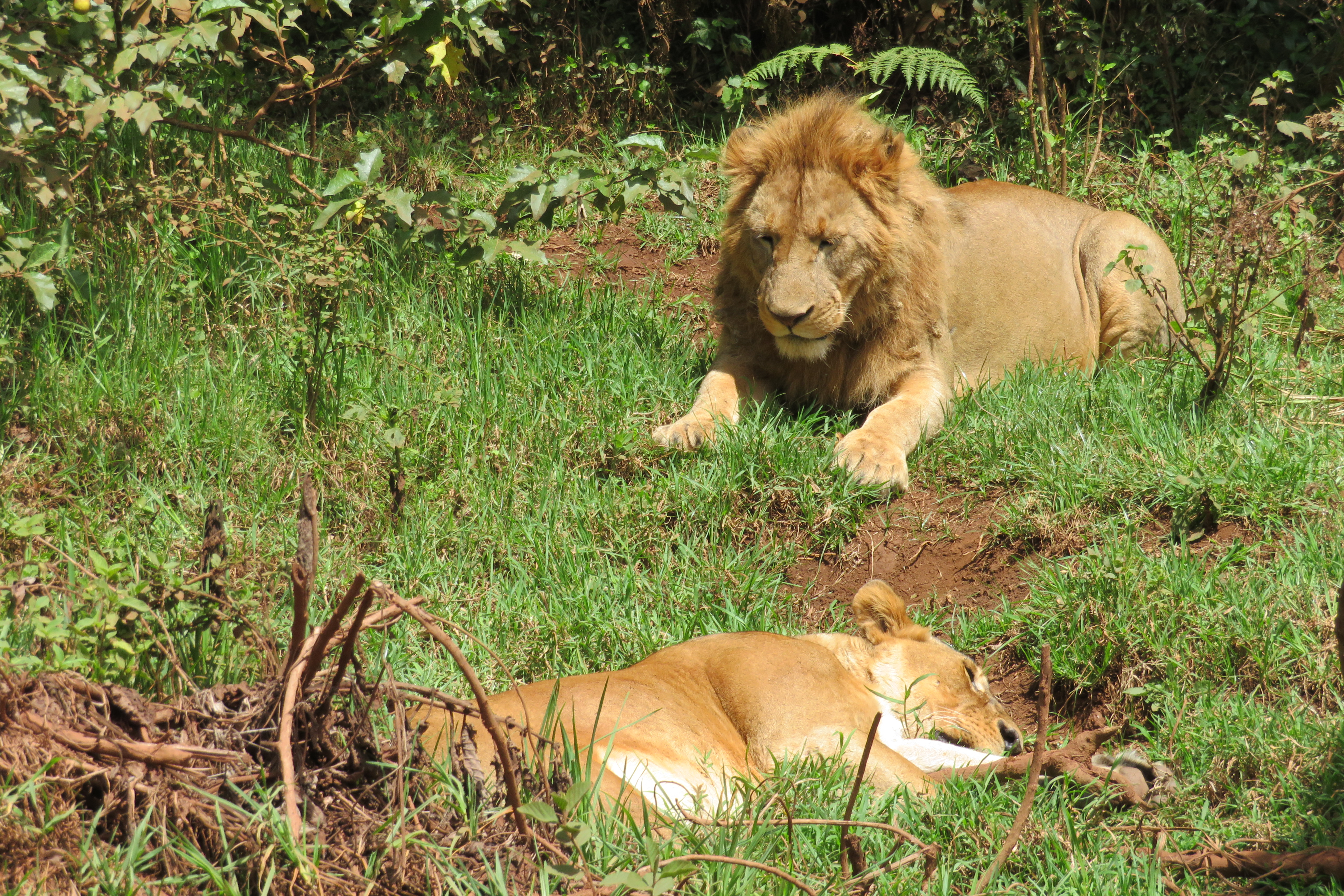 Lions in Ngorongoro Conservation Area