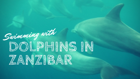 Our experience swimming with dolphins off the coast of Southern Unguja (Zanzibar). What a treat to swim with them in their natural habitat!
