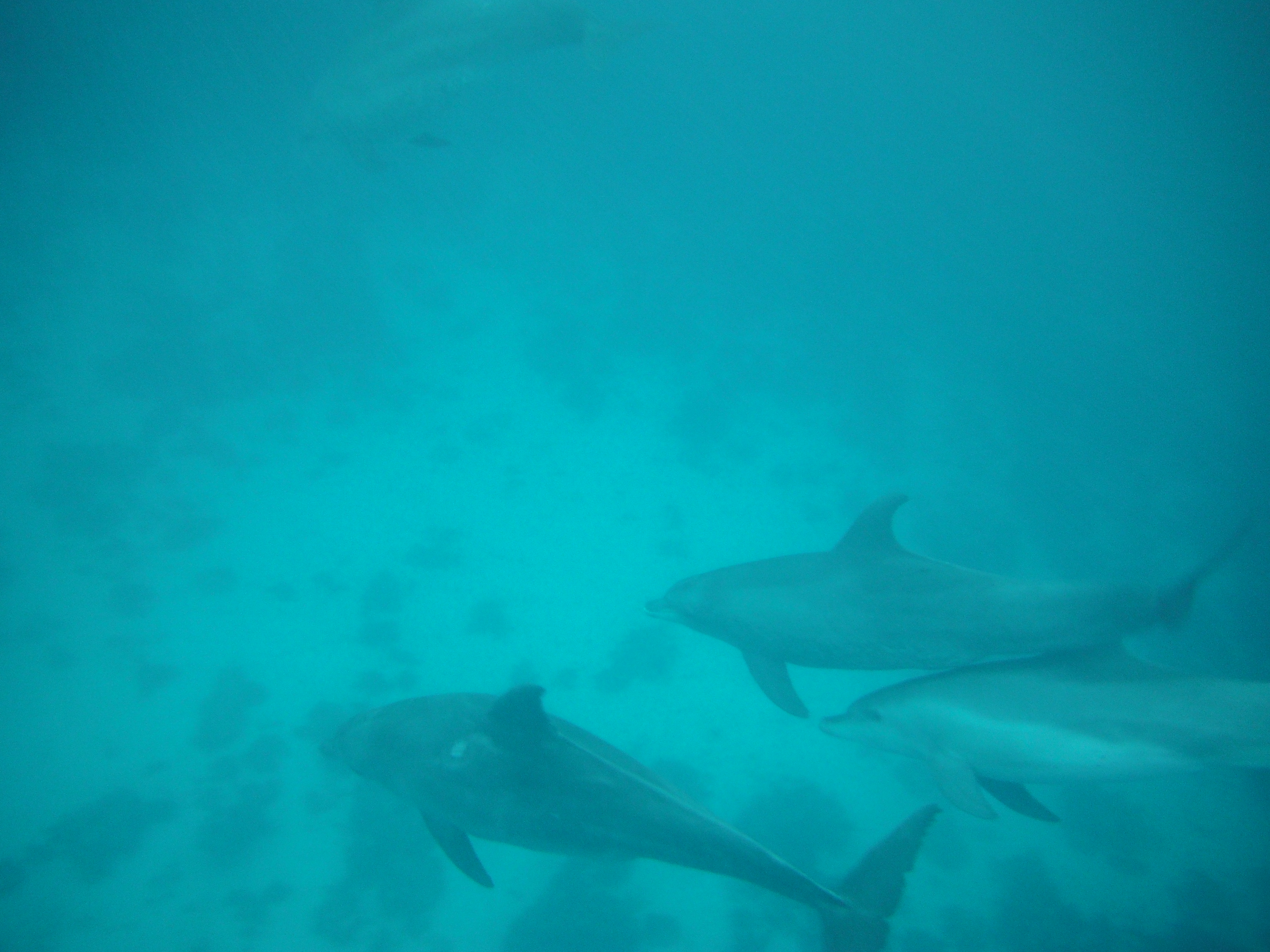 Swimming with Dolphins in Zanzibar