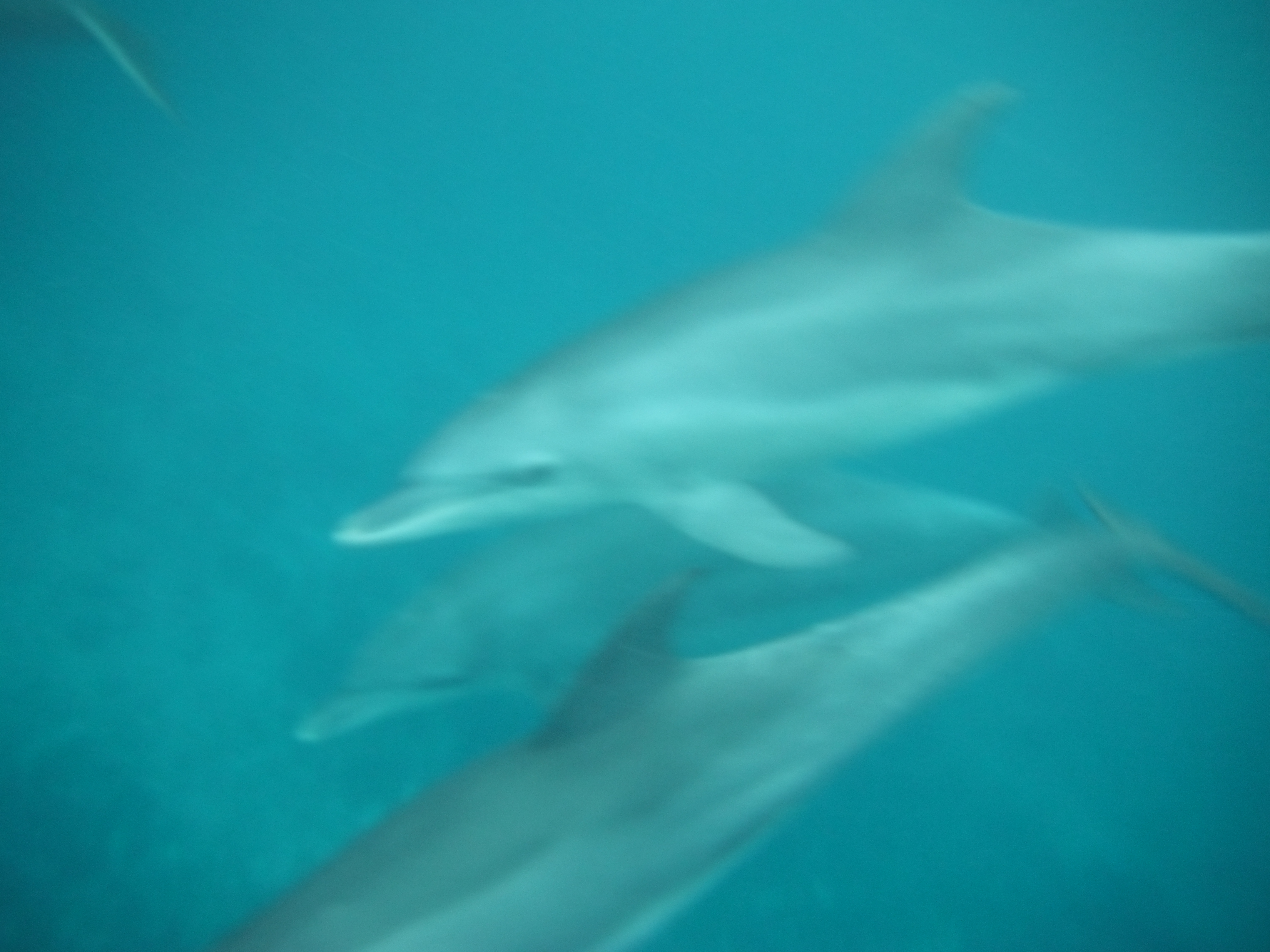 Swimming with Dolphins in Zanzibar