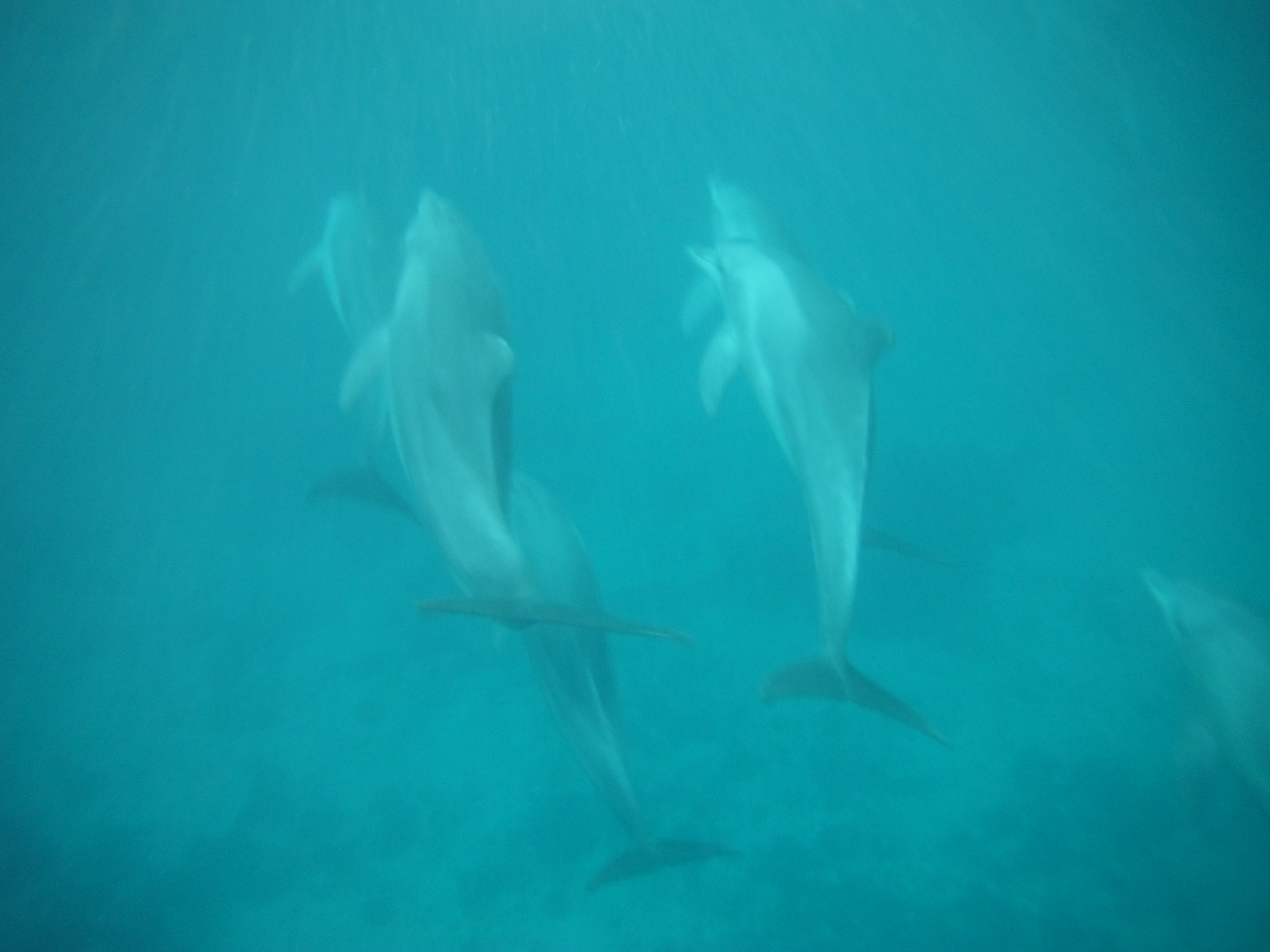 Swimming with Dolphins in Zanzibar