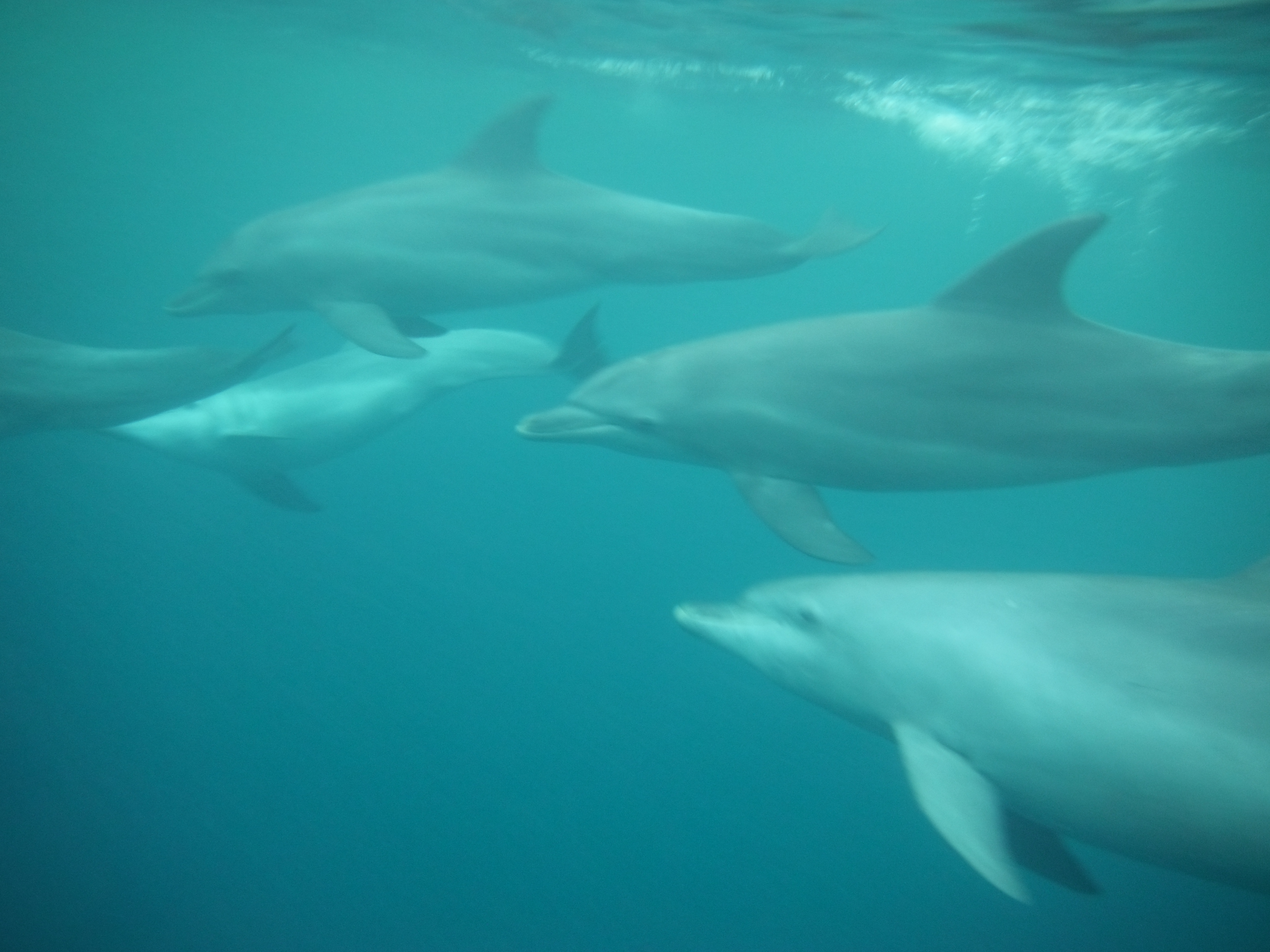 Swimming with Dolphins in Zanzibar