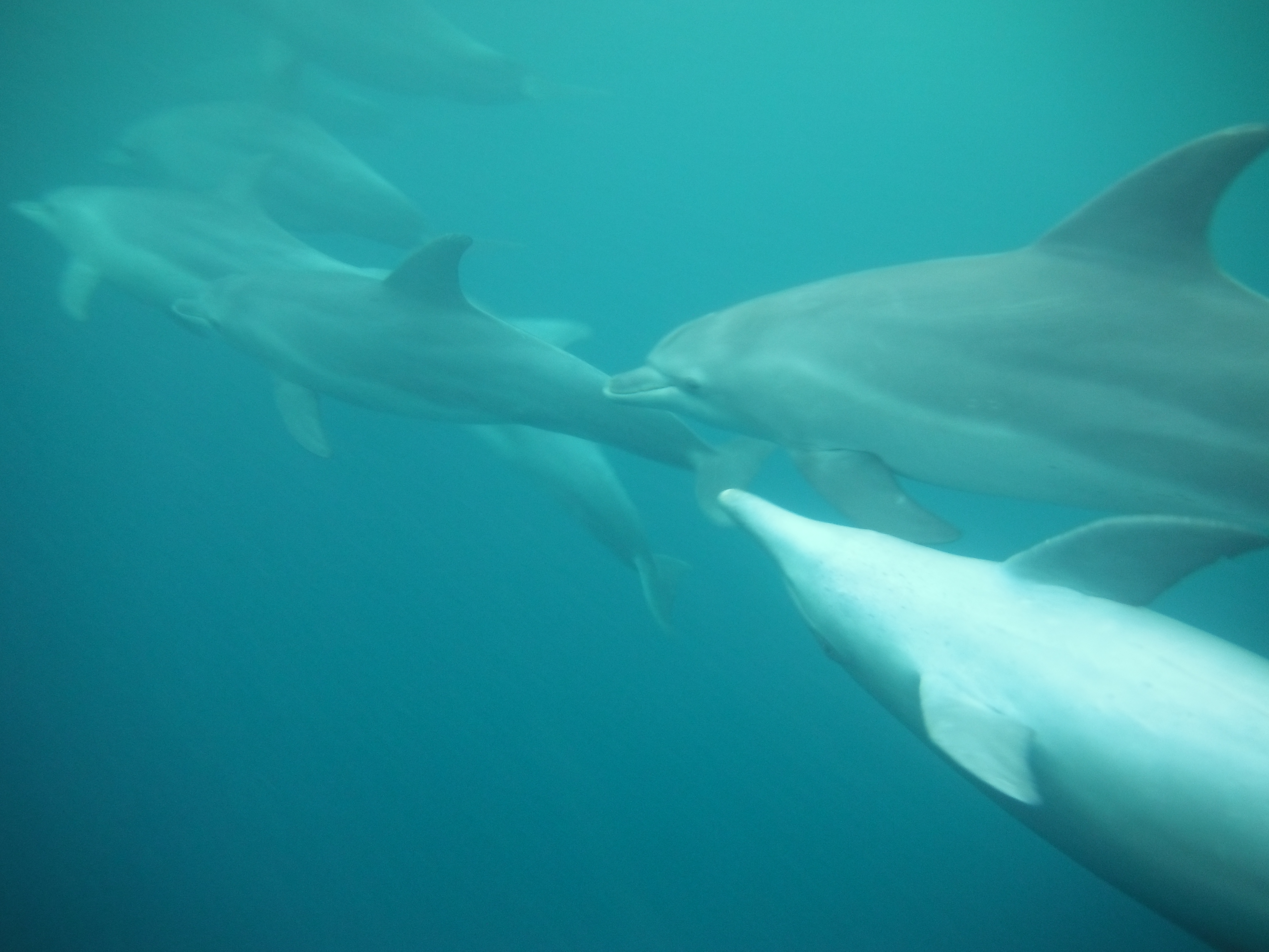 Swimming with Dolphins in Zanzibar