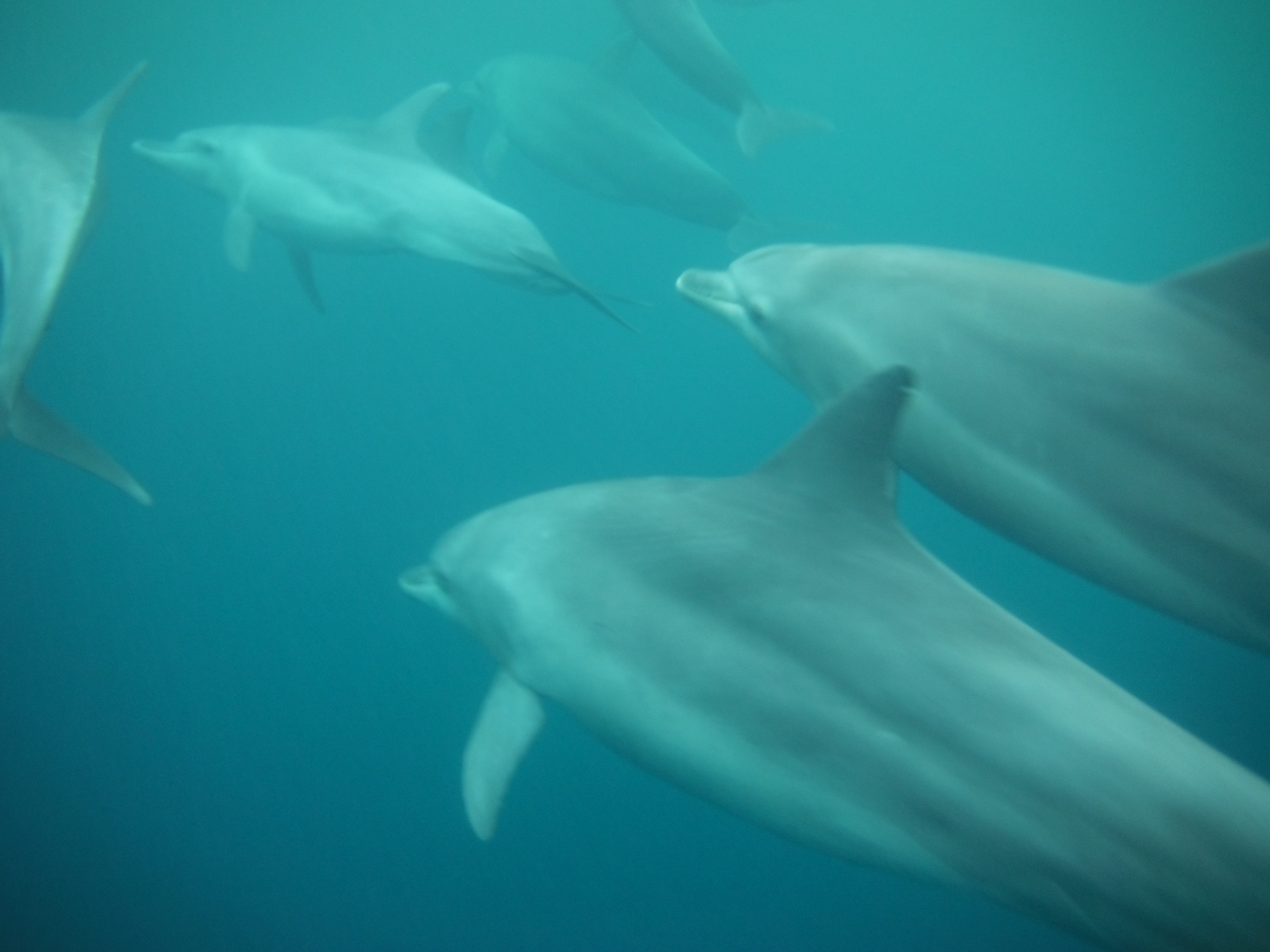 Swimming with Dolphins in Zanzibar