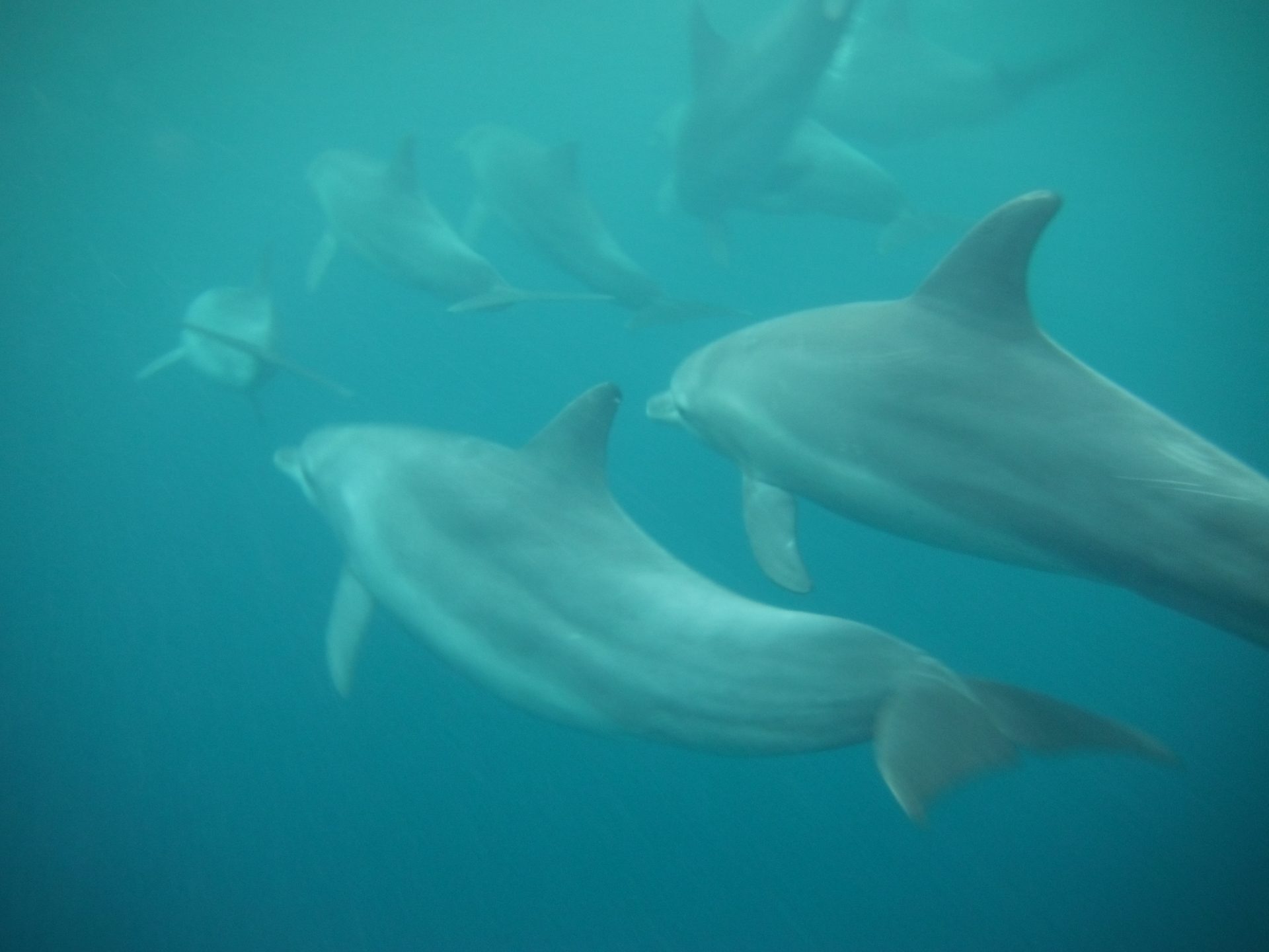 Swimming with dolphins in Zanzibar is a unique experience! Read all about our tour to Southern Unguja to swim with these bottlenose dolphins