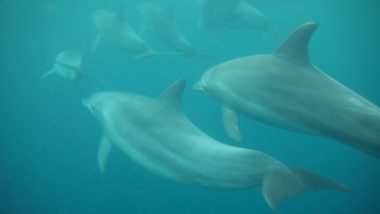 Swimming with dolphins in Zanzibar is a unique experience! Read all about our tour to Southern Unguja to swim with these bottlenose dolphins