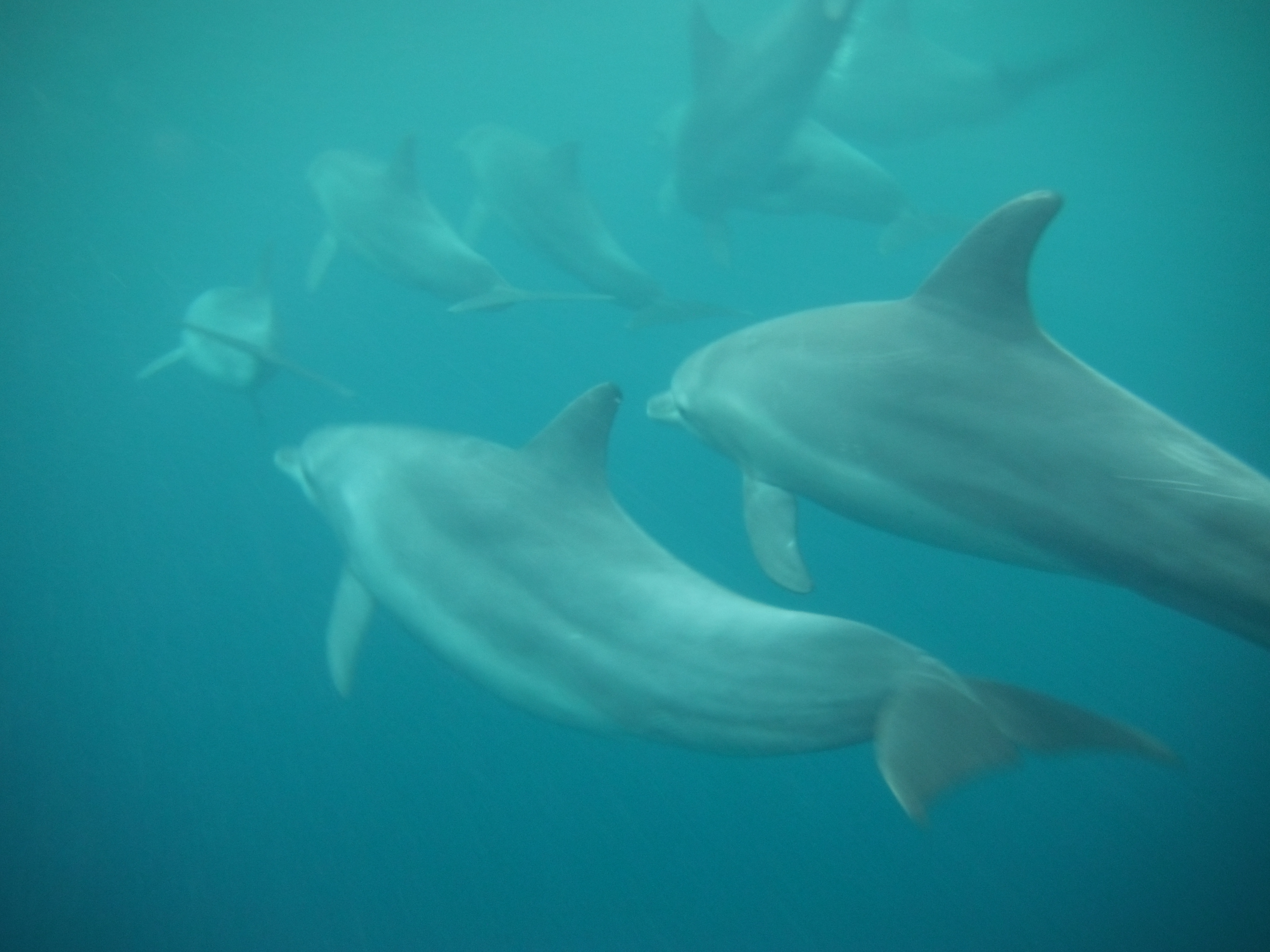 Swimming with Dolphins in Zanzibar