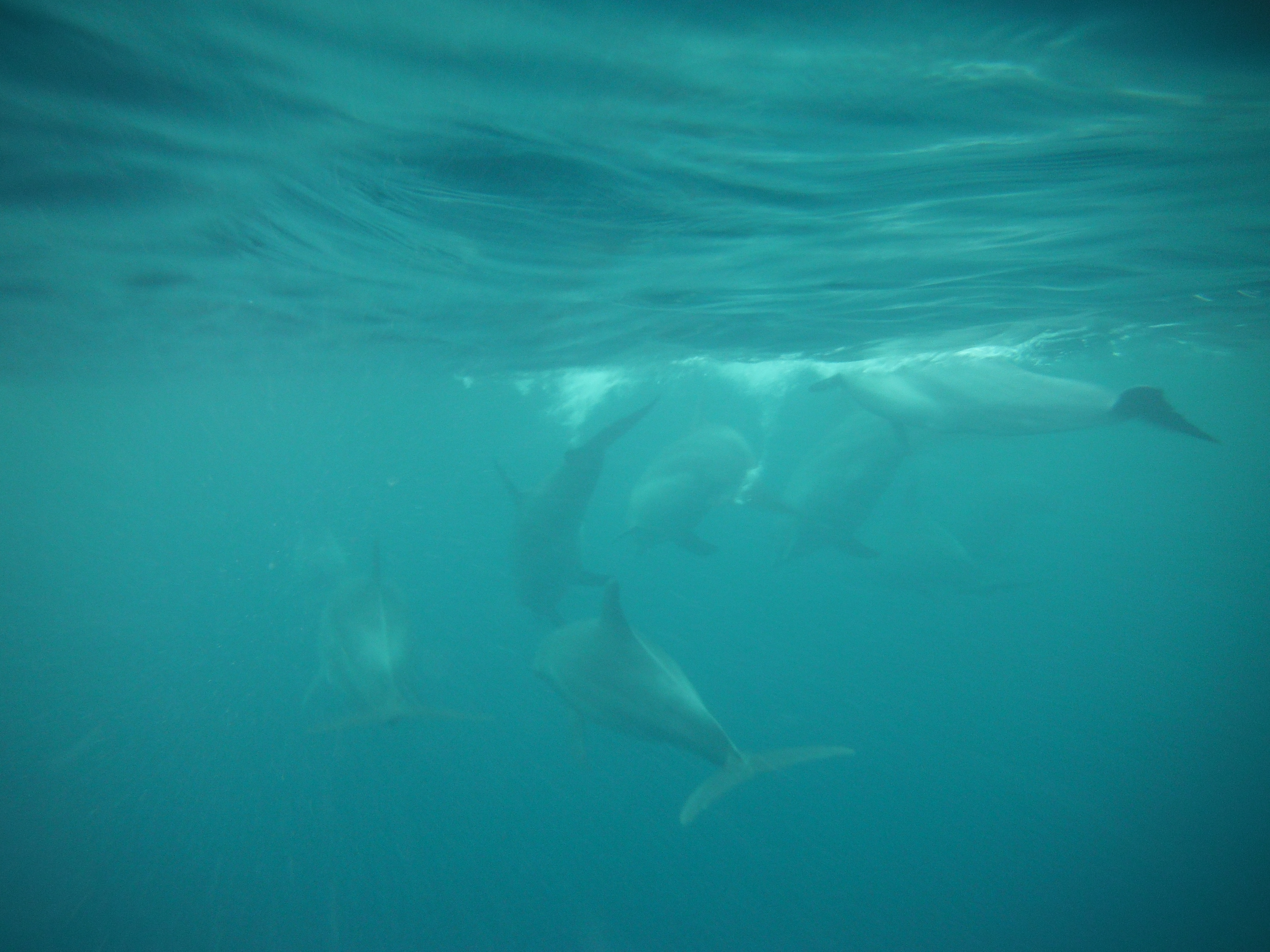 Swimming with Dolphins in Zanzibar