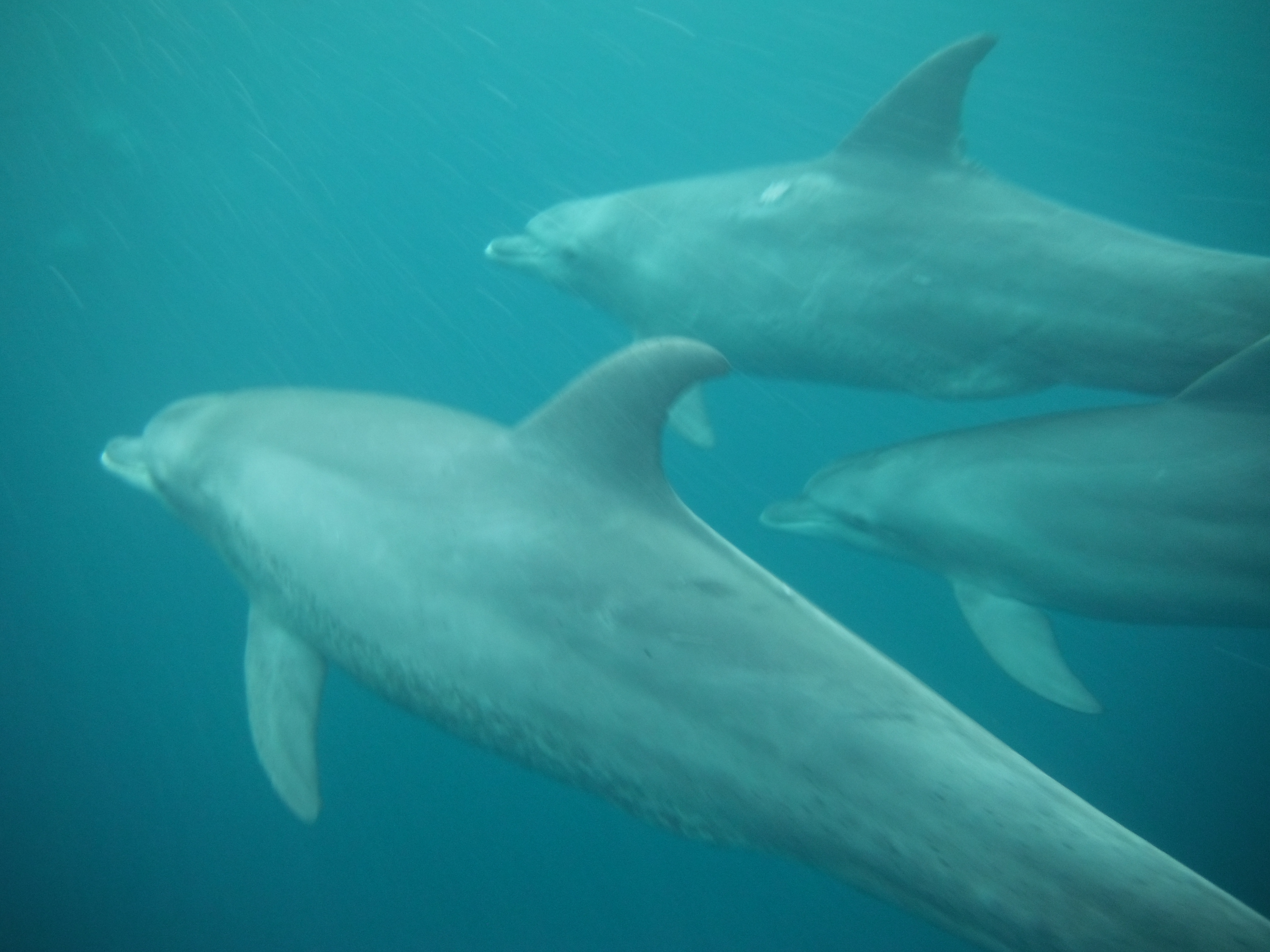 Swimming with Dolphins in Zanzibar