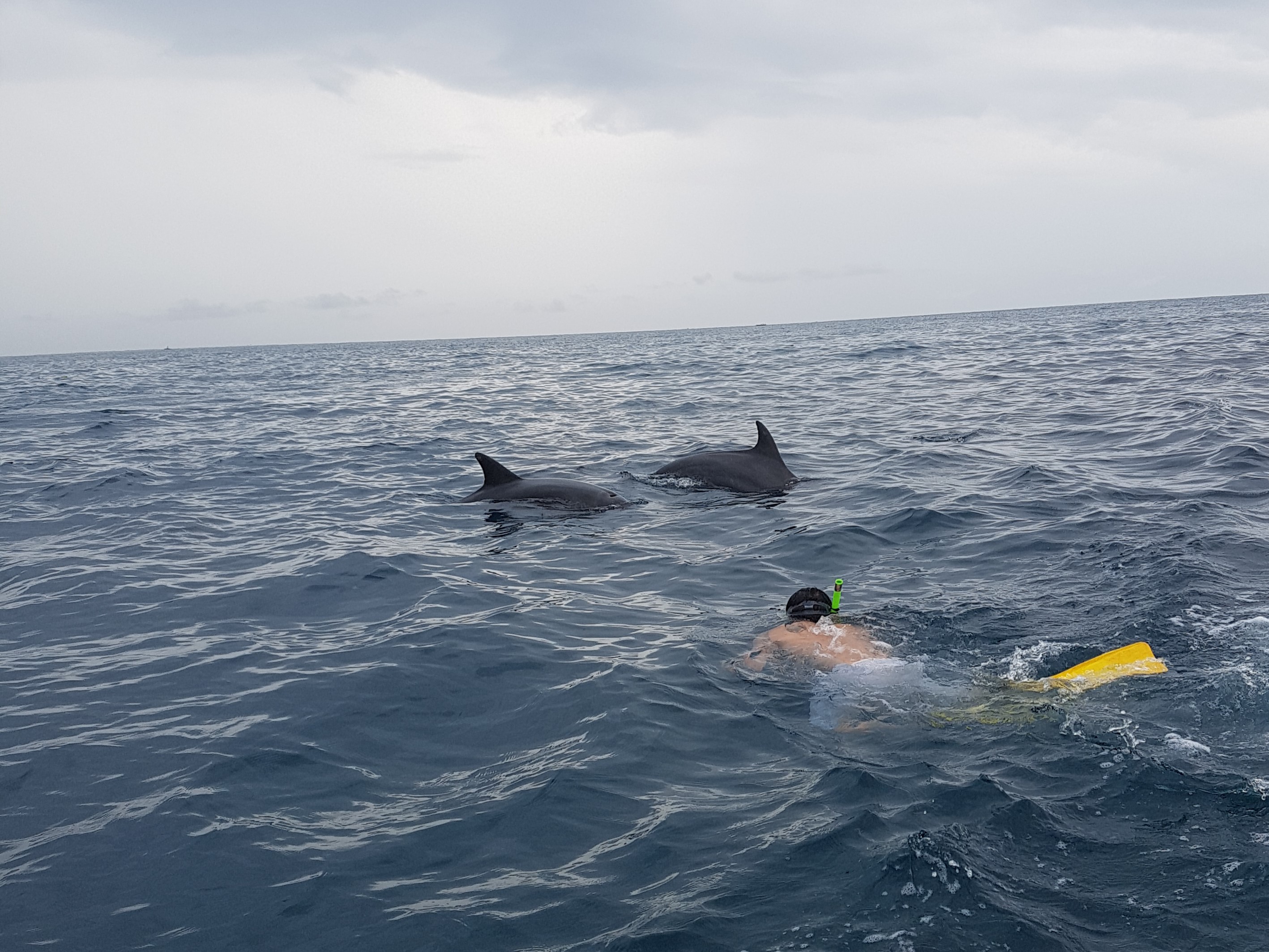 Swimming with Dolphins in Zanzibar