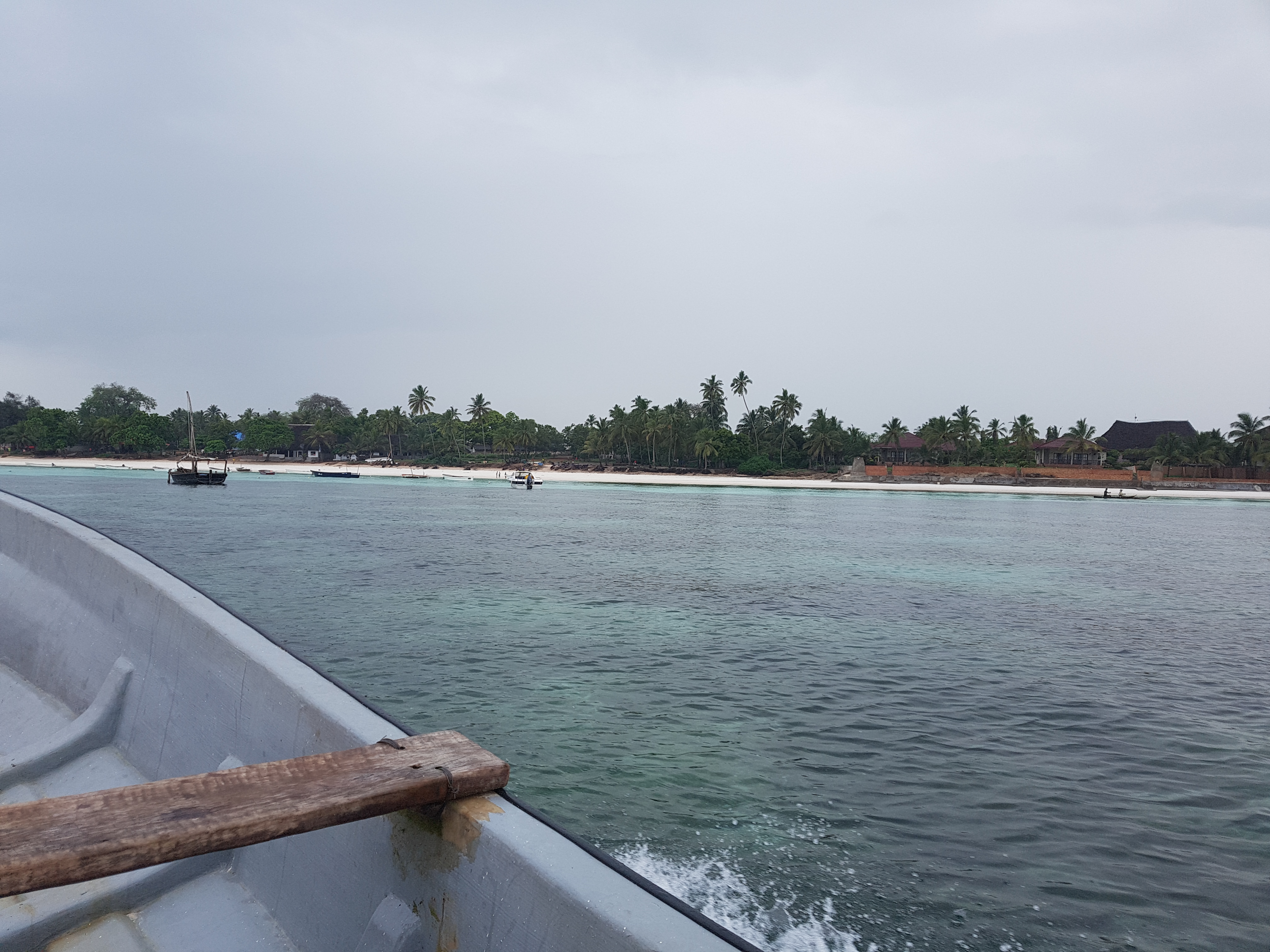 Swimming with Dolphins in Zanzibar