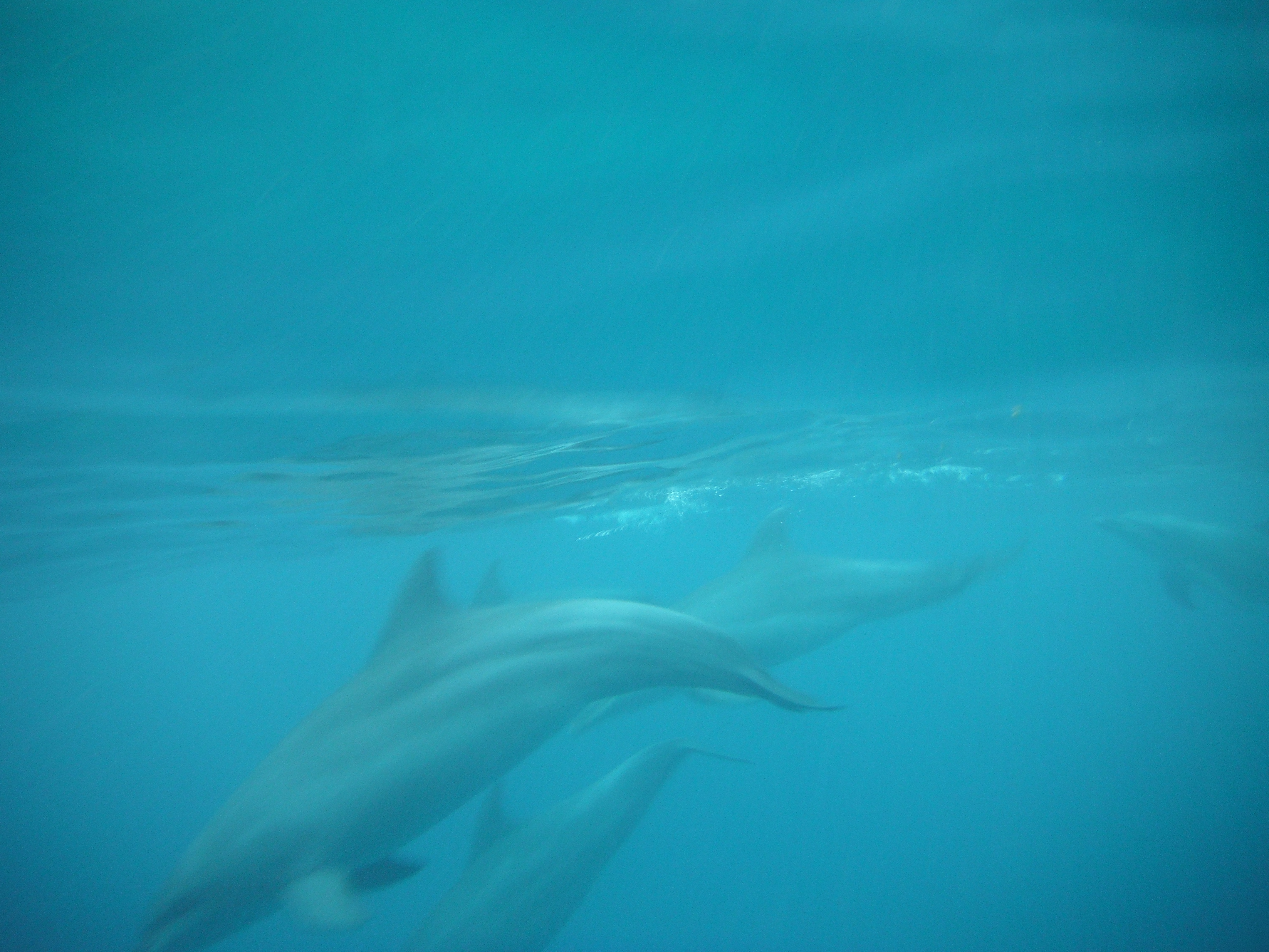 Swimming with Dolphins in Zanzibar