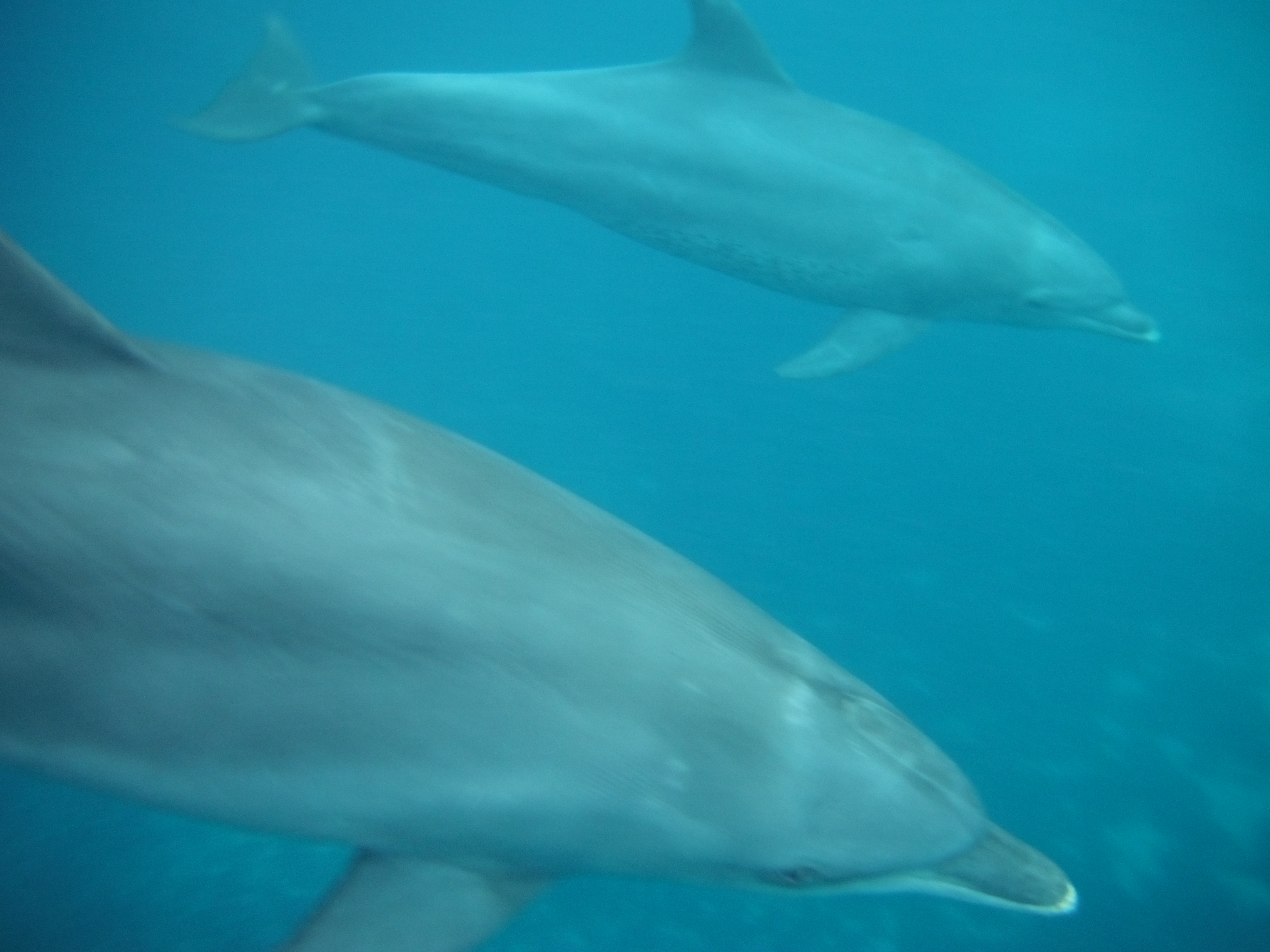 Swimming with Dolphins in Zanzibar