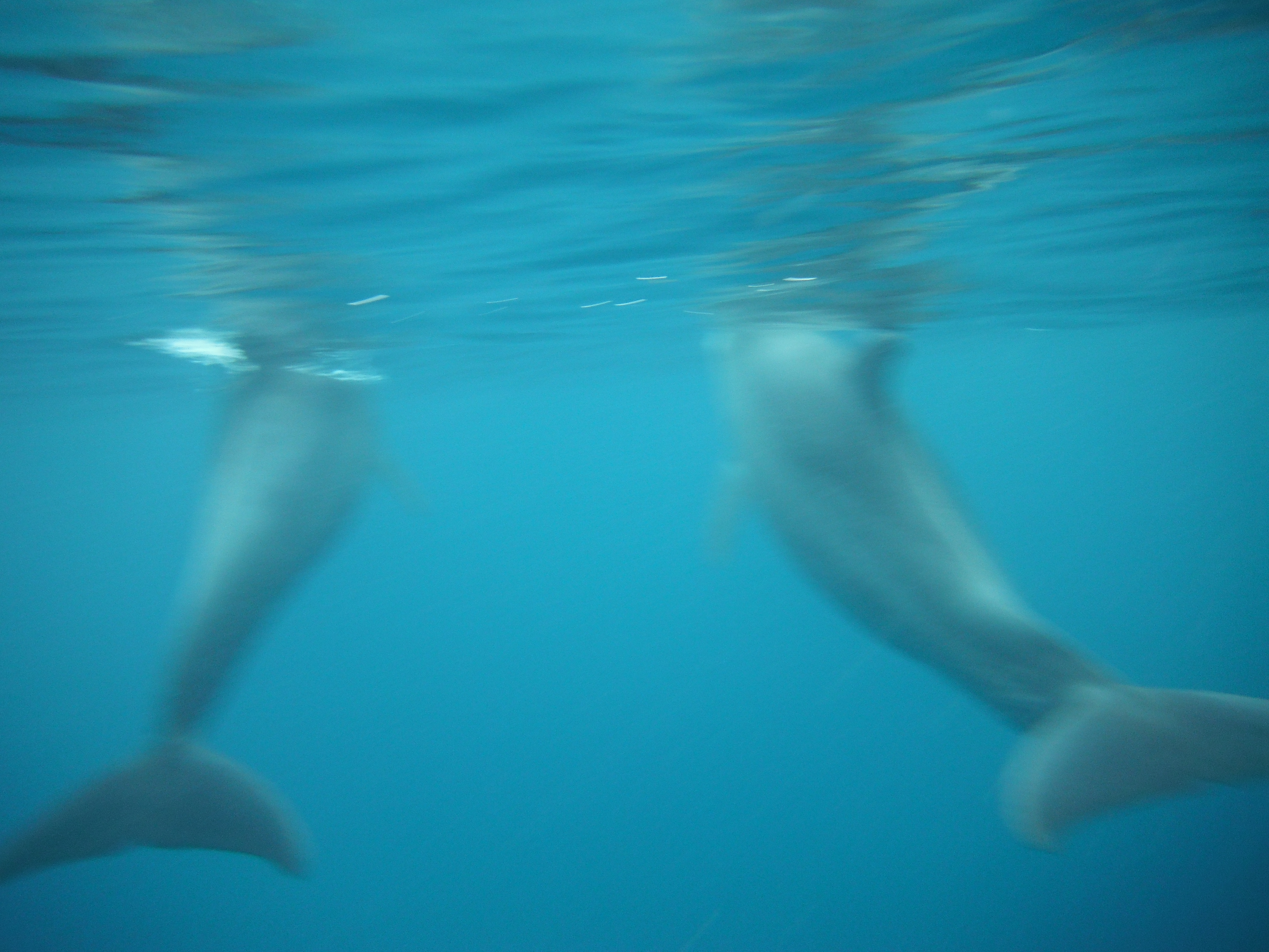 Swimming with Dolphins in Zanzibar